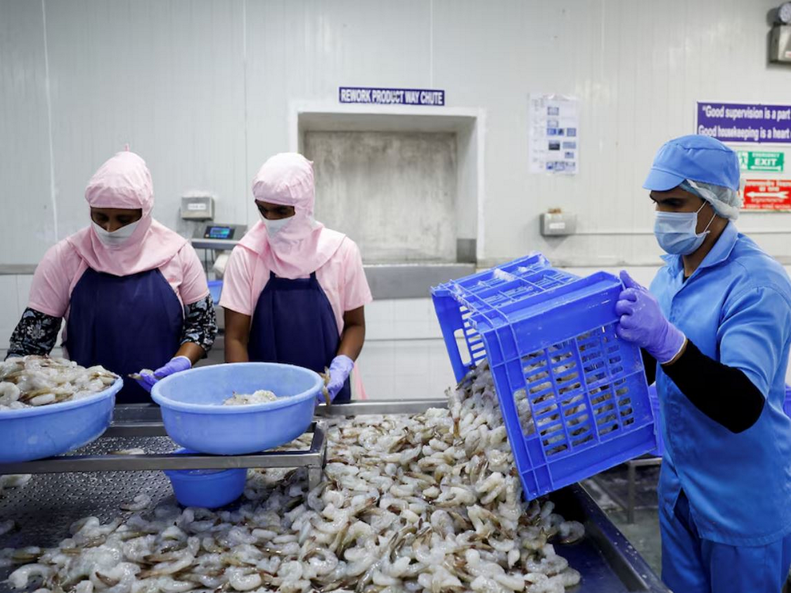 Workers sort shrimps inside a processing unit at a shrimp factory situated on the outskirts of Vishakhapatnam (Image/Reuters) Workers sort shrimps inside a processing unit at a shrimp factory situated on the outskirts of Vishakhapatnam (Image/Reuters)