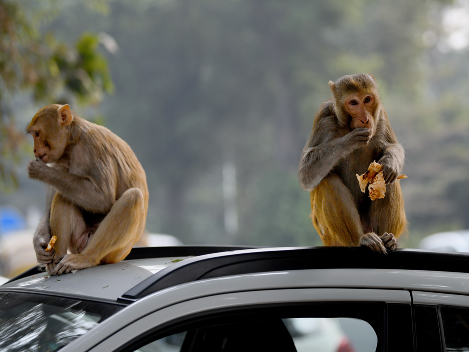 Representative Image (File Photo/ANI) Representative Image (File Photo/ANI)