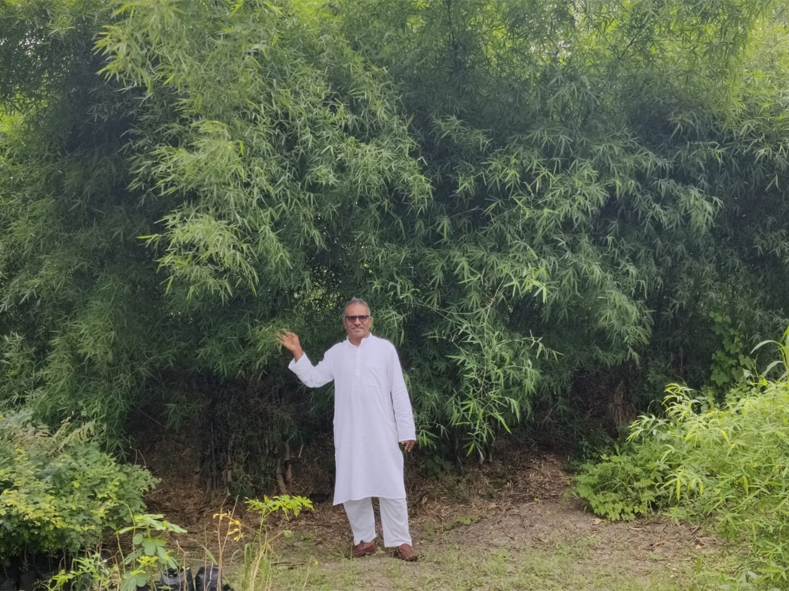 Planting bamboo is instrumental in the fight against climate change Planting bamboo is instrumental in the fight against climate change