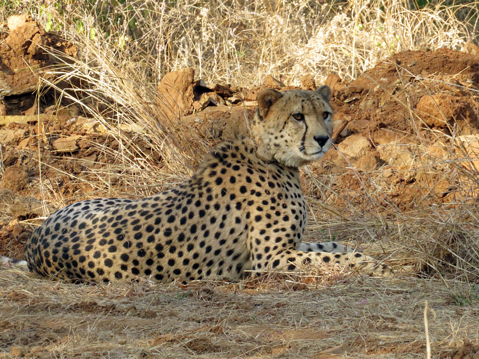 A Cheetah at Kuno National Park (Photo/ANI) A Cheetah at Kuno National Park (Photo/ANI)