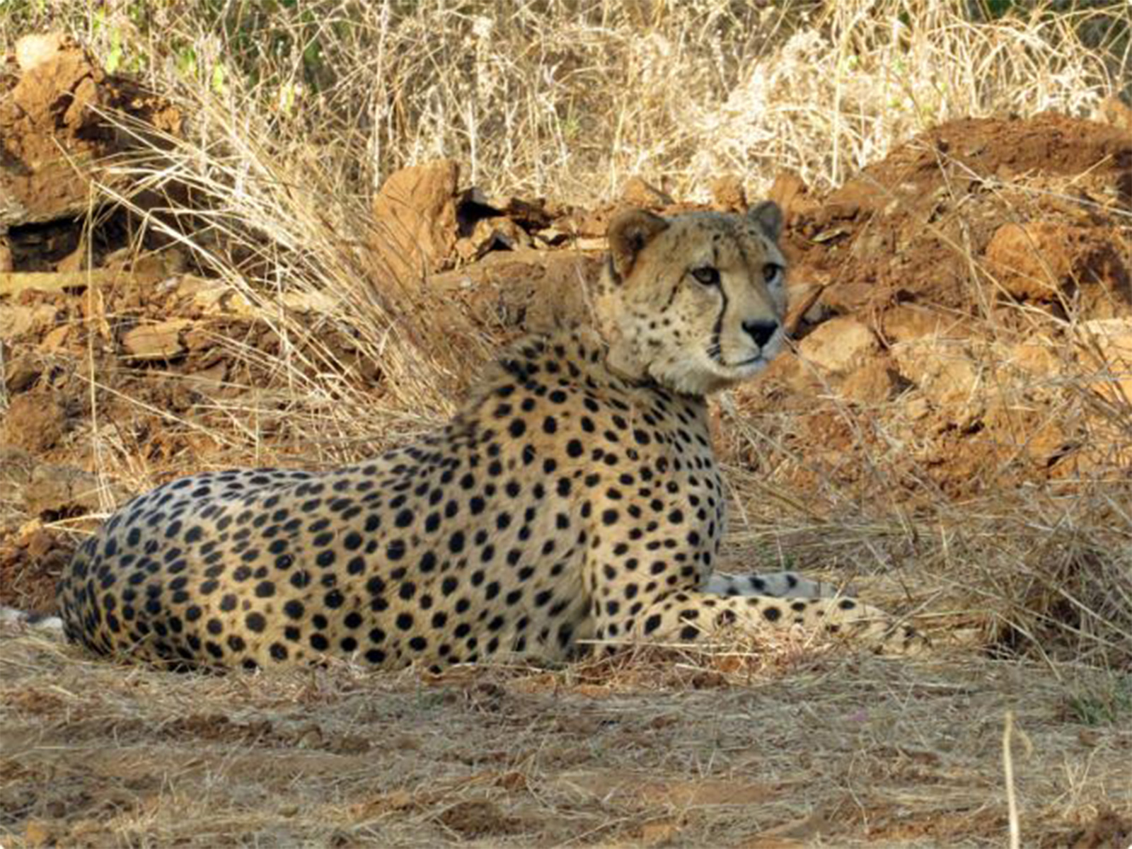 A Cheetah at Kuno National Park (Photo/ANI) A Cheetah at Kuno National Park (Photo/ANI)