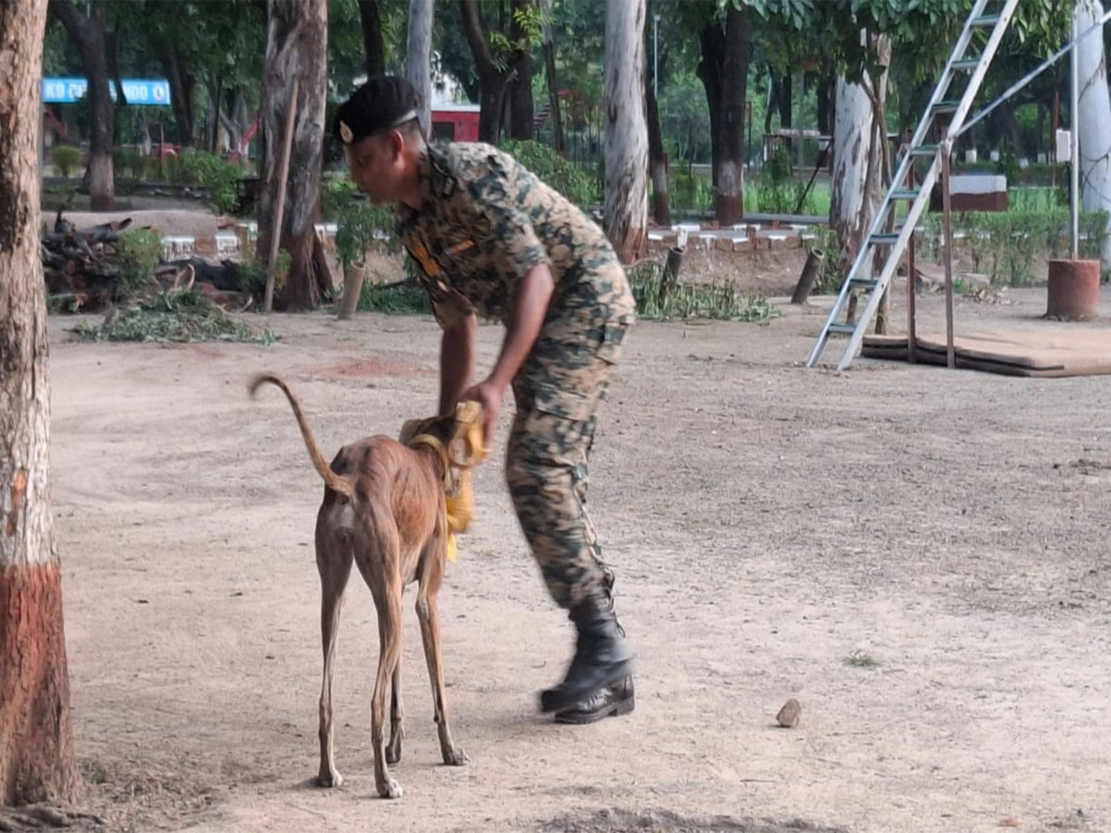 BSF official training Indian breed dogs (Photo/ANI) BSF official training Indian breed dogs (Photo/ANI)