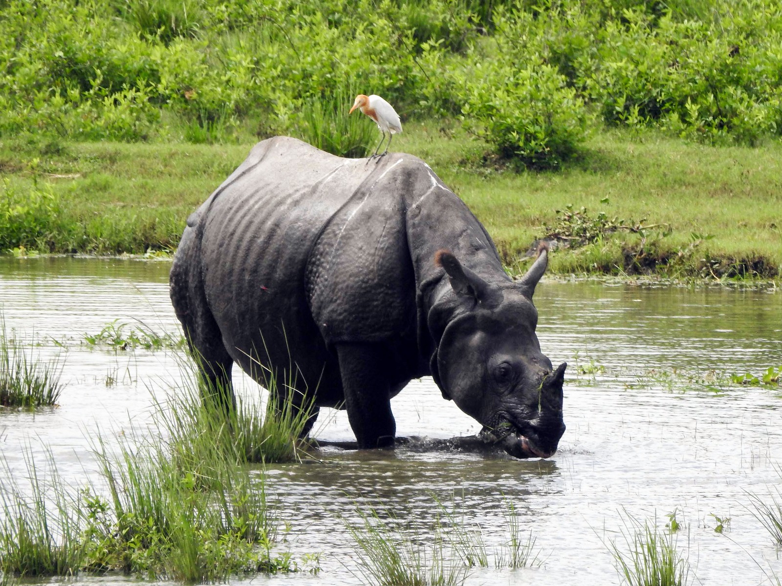 A one-horned rhinoceros seen drinking water from a pond inside its enclosure (File Photo/ANI) A one-horned rhinoceros seen drinking water from a pond inside its enclosure (File Photo/ANI)