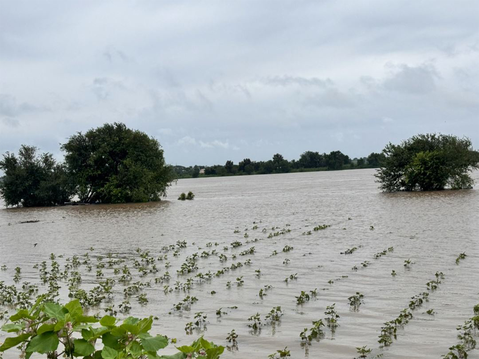 Flooding in Kalaburagi (Photo/@PriyankKharge) Flooding in Kalaburagi (Photo/@PriyankKharge)