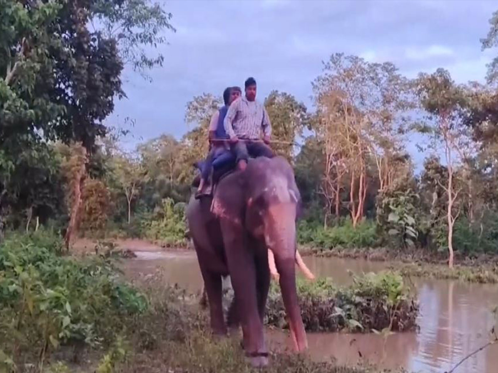 Visuals of the tourists being rescued by the Kumki elephant (Photo/ANI) Visuals of the tourists being rescued by the Kumki elephant (Photo/ANI)