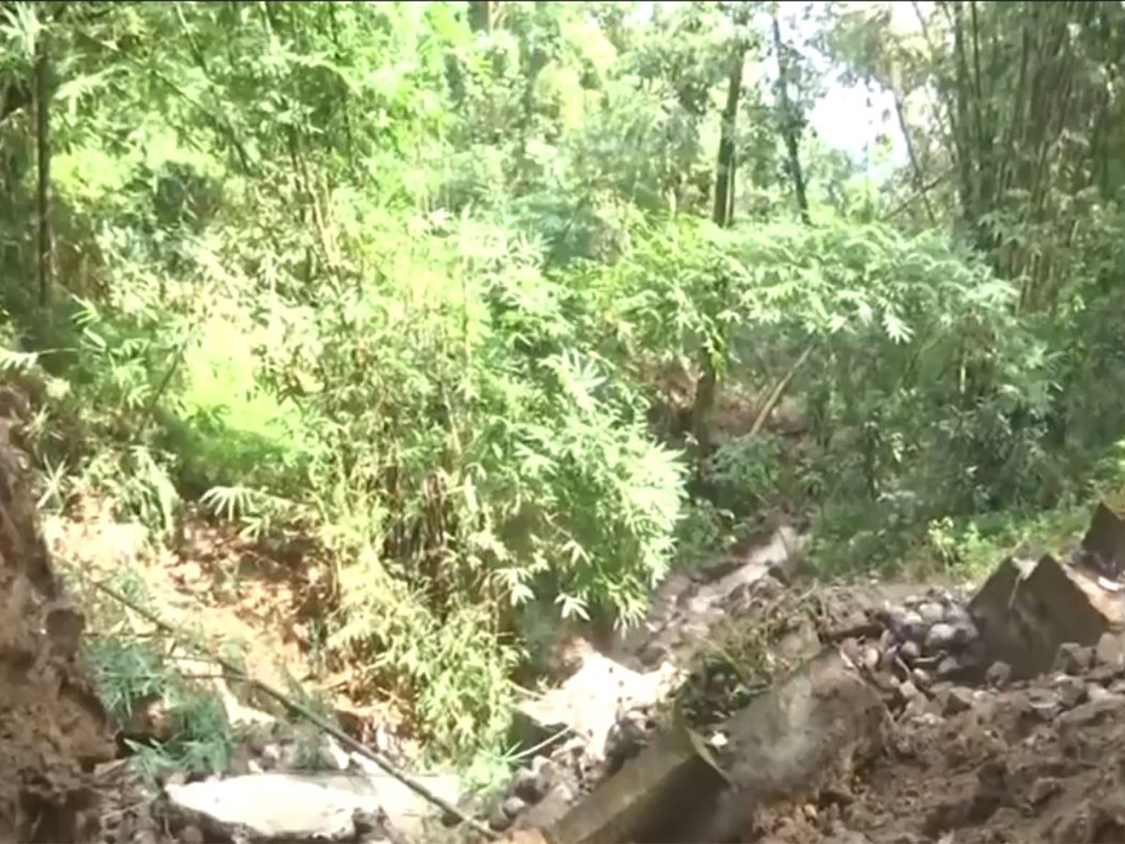 Massive landslides devastate Mirik tea gardens, thousands of bushes destroyed (Photo/ANI) Massive landslides devastate Mirik tea gardens, thousands of bushes destroyed (Photo/ANI)