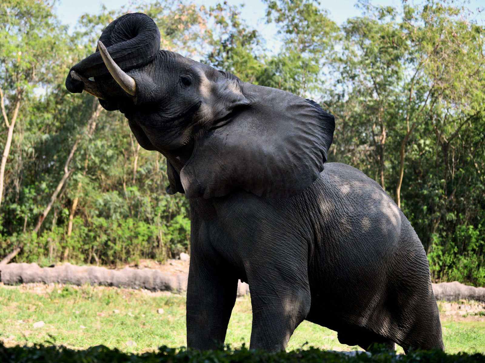African Elephant in its enclosure at Delhi National Zoological park ( File Photo/ANI) African Elephant in its enclosure at Delhi National Zoological park ( File Photo/ANI)