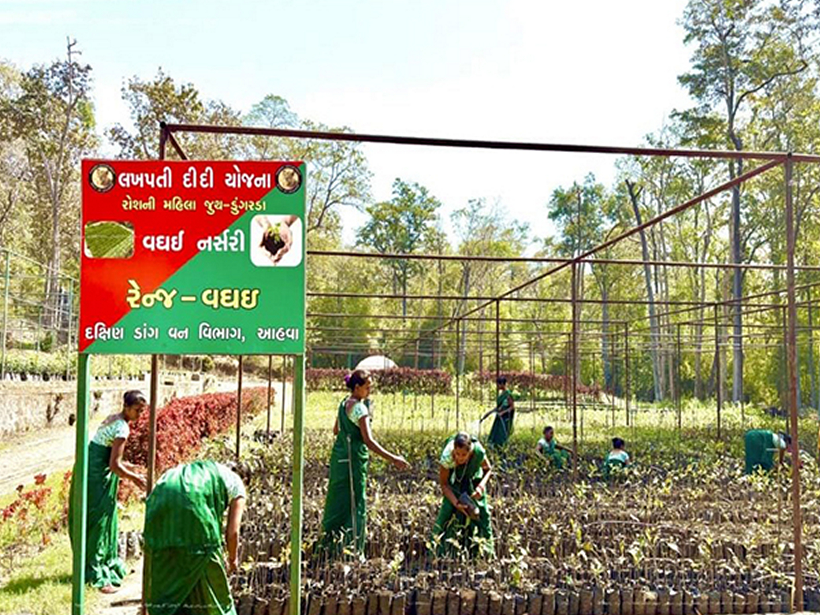 Women from SHGs working on nursery raising and plantation in Gujarat’s South Dang. (File Photo/ANI) Women from SHGs working on nursery raising and plantation in Gujarat’s South Dang. (File Photo/ANI)