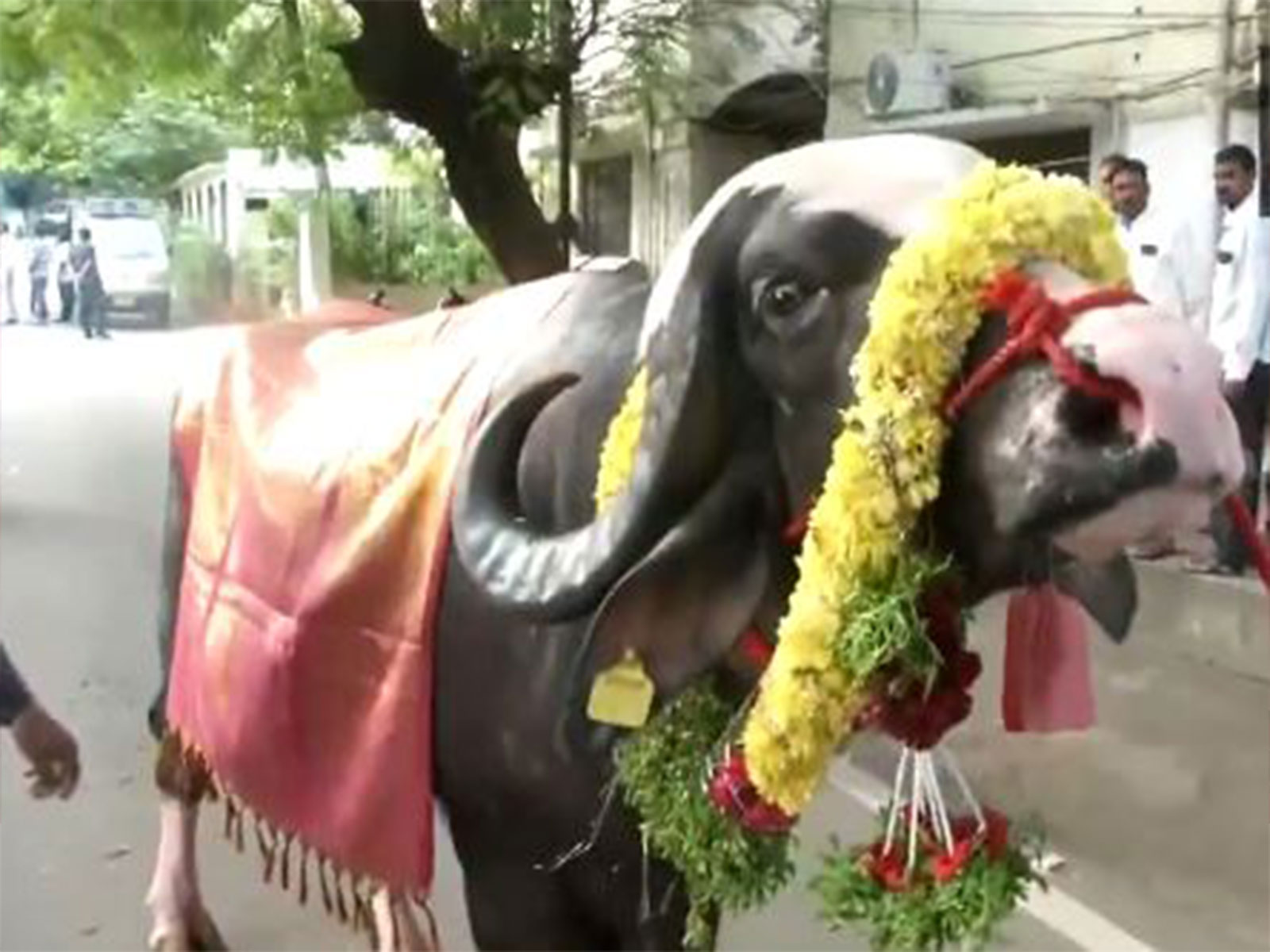 The Sadar Festival is a celebration of buffalo (Photo/ANI)
