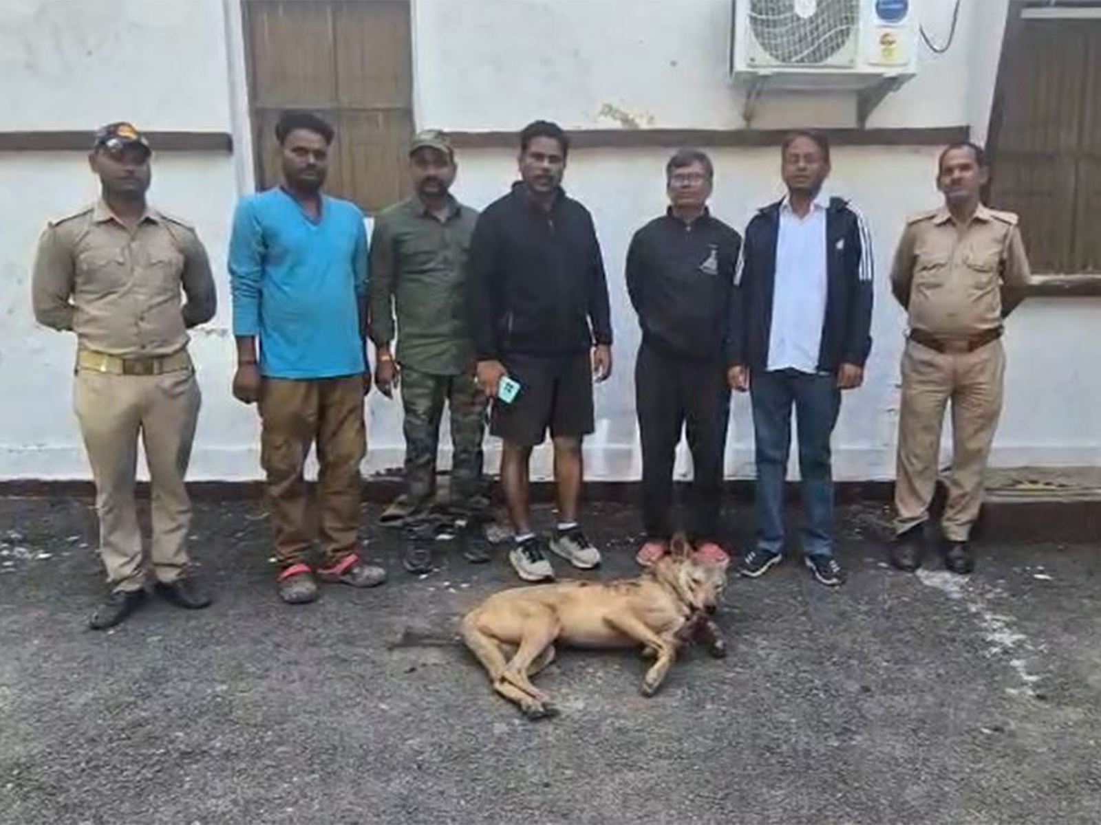 Man-eating wolf neutrilized by Forest Department (Photo/ANI) Man-eating wolf neutrilized by Forest Department (Photo/ANI)