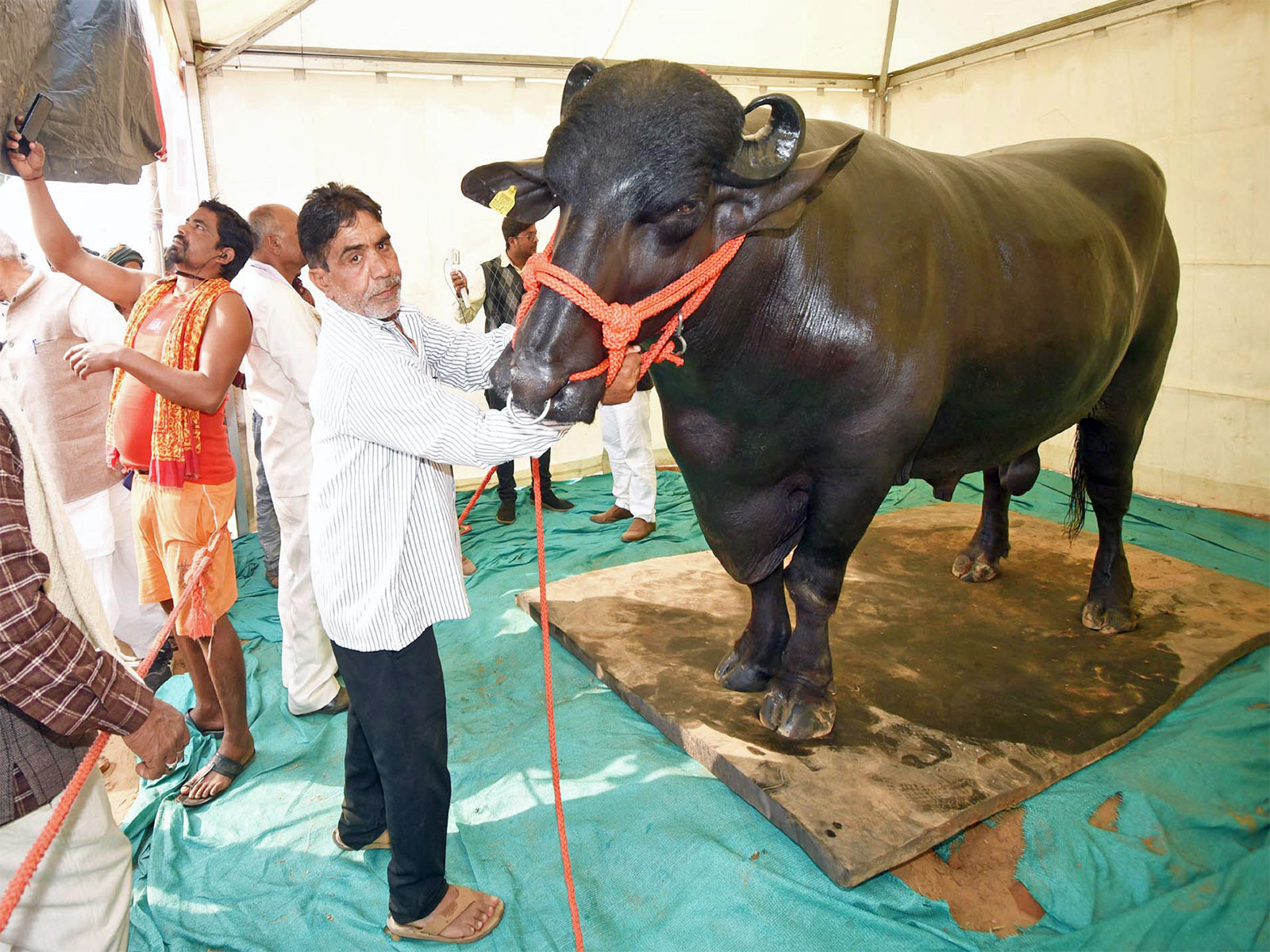 A 15 quintal buffalo, Golu-2, worth Rs 10 crore on display during the three-day Bihar Dairy and Cattle Expo 2023 (File Photo/ANI) A 15 quintal buffalo, Golu-2, worth Rs 10 crore on display during the three-day Bihar Dairy and Cattle Expo 2023 (File Photo/ANI)