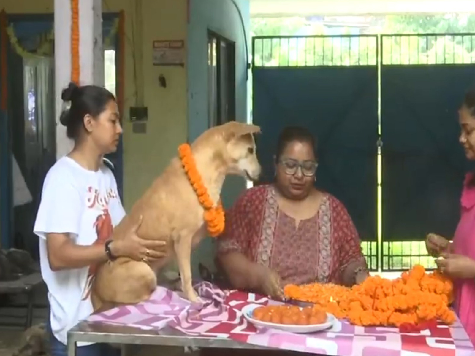 Animal lovers in Siliguri celebrates Kukur Tihar. (Photo/ANI) Animal lovers in Siliguri celebrates Kukur Tihar. (Photo/ANI)