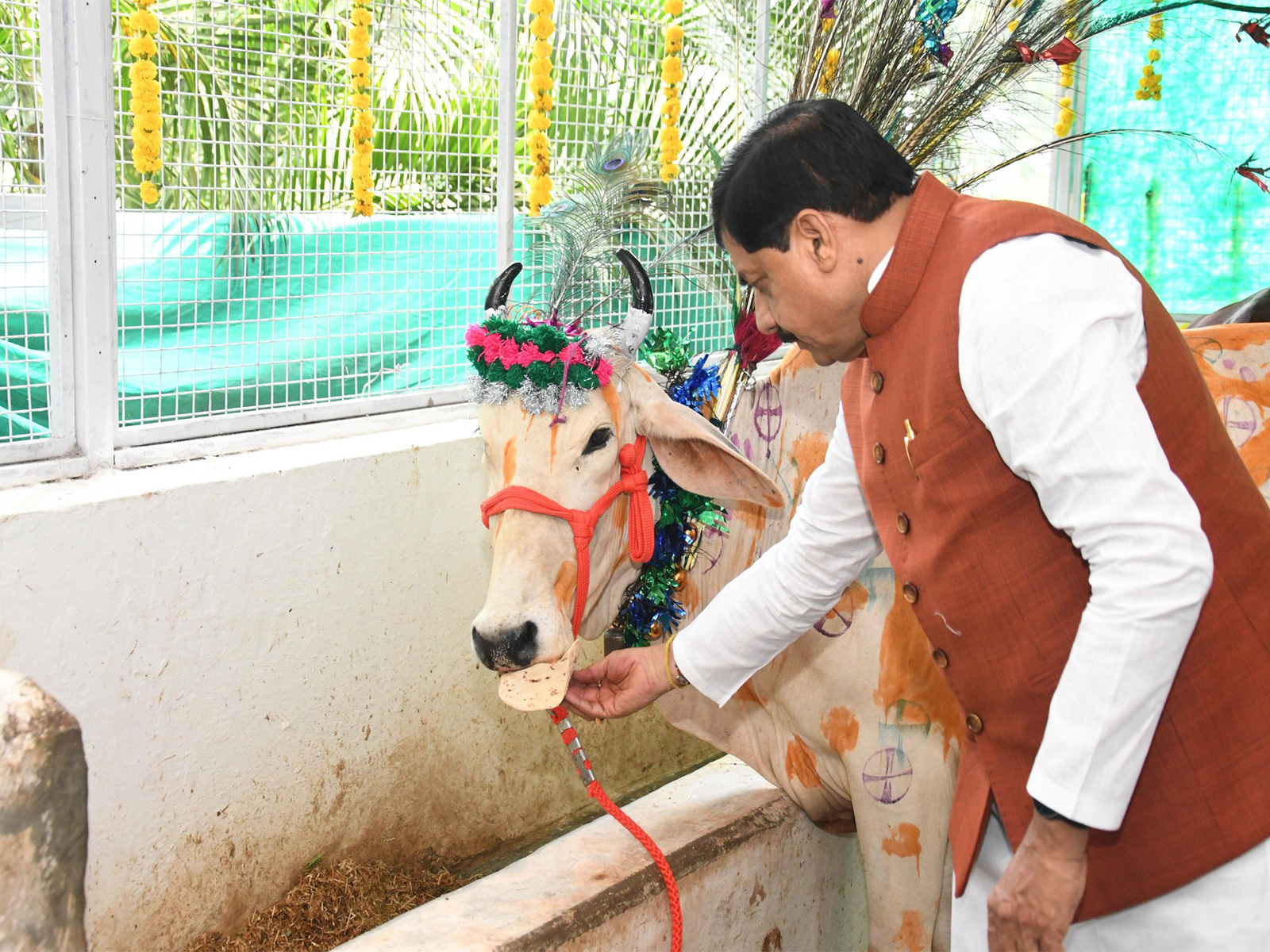 MP CM Mohan Yadav feeding Chapati to cow (Photo/ X @CMMadhyaPradesh) MP CM Mohan Yadav feeding Chapati to cow (Photo/ X @CMMadhyaPradesh)
