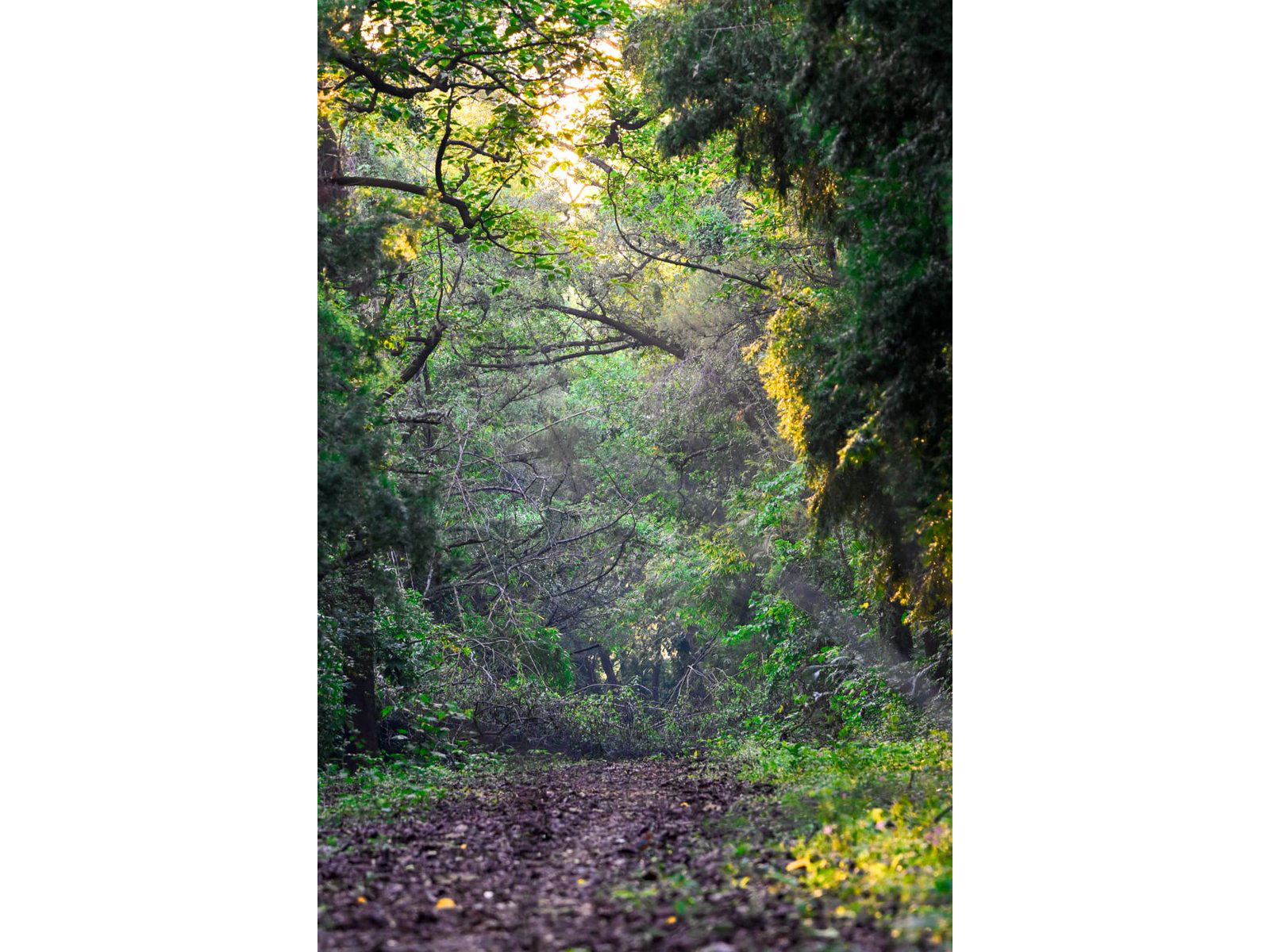 India is Top 9 in the Global Forest Assessment 2025 (Photo/@byadavbjp on X) India is Top 9 in the Global Forest Assessment 2025 (Photo/@byadavbjp on X)