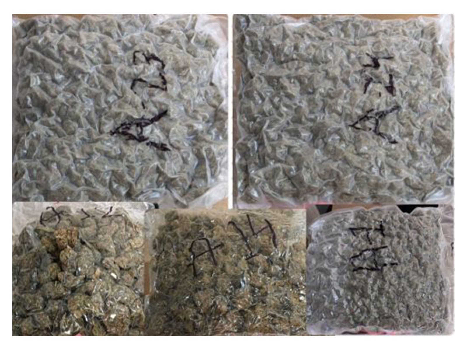 Mumbai Customs seizes hydroponic weed worth over ₹19 crores (Photo/ANI) Mumbai Customs seizes hydroponic weed worth over ₹19 crores (Photo/ANI)
