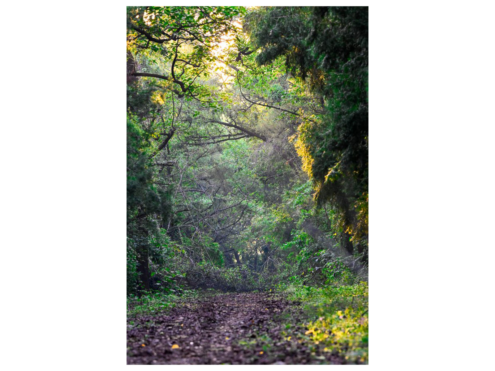 India moves up to 9th position globally in Forest area, continues to rank 3rd in annual Forest gain (Photo/@byadavBJP) India moves up to 9th position globally in Forest area, continues to rank 3rd in annual Forest gain (Photo/@byadavBJP)