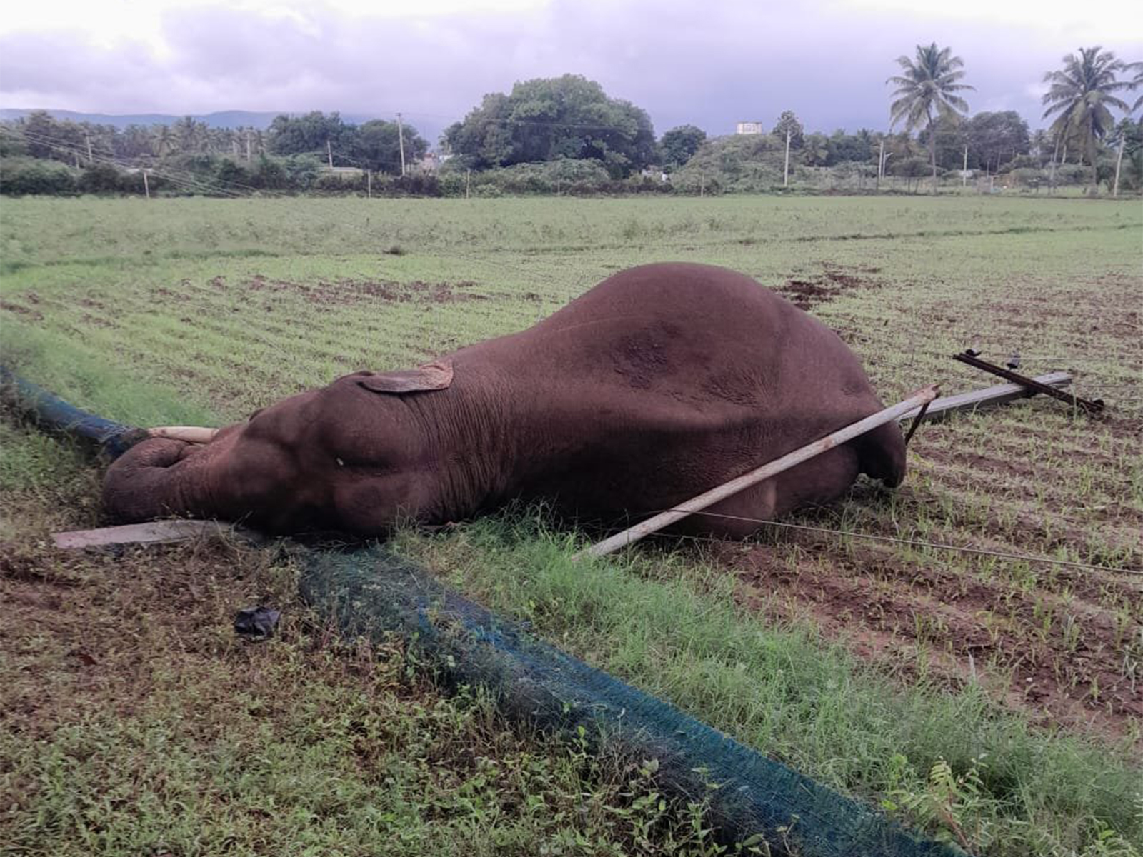A wild male elephant died after getting entangled in an electric wire (Photo/ Forest Dept Coimbatore A wild male elephant died after getting entangled in an electric wire (Photo/ Forest Dept Coimbatore
