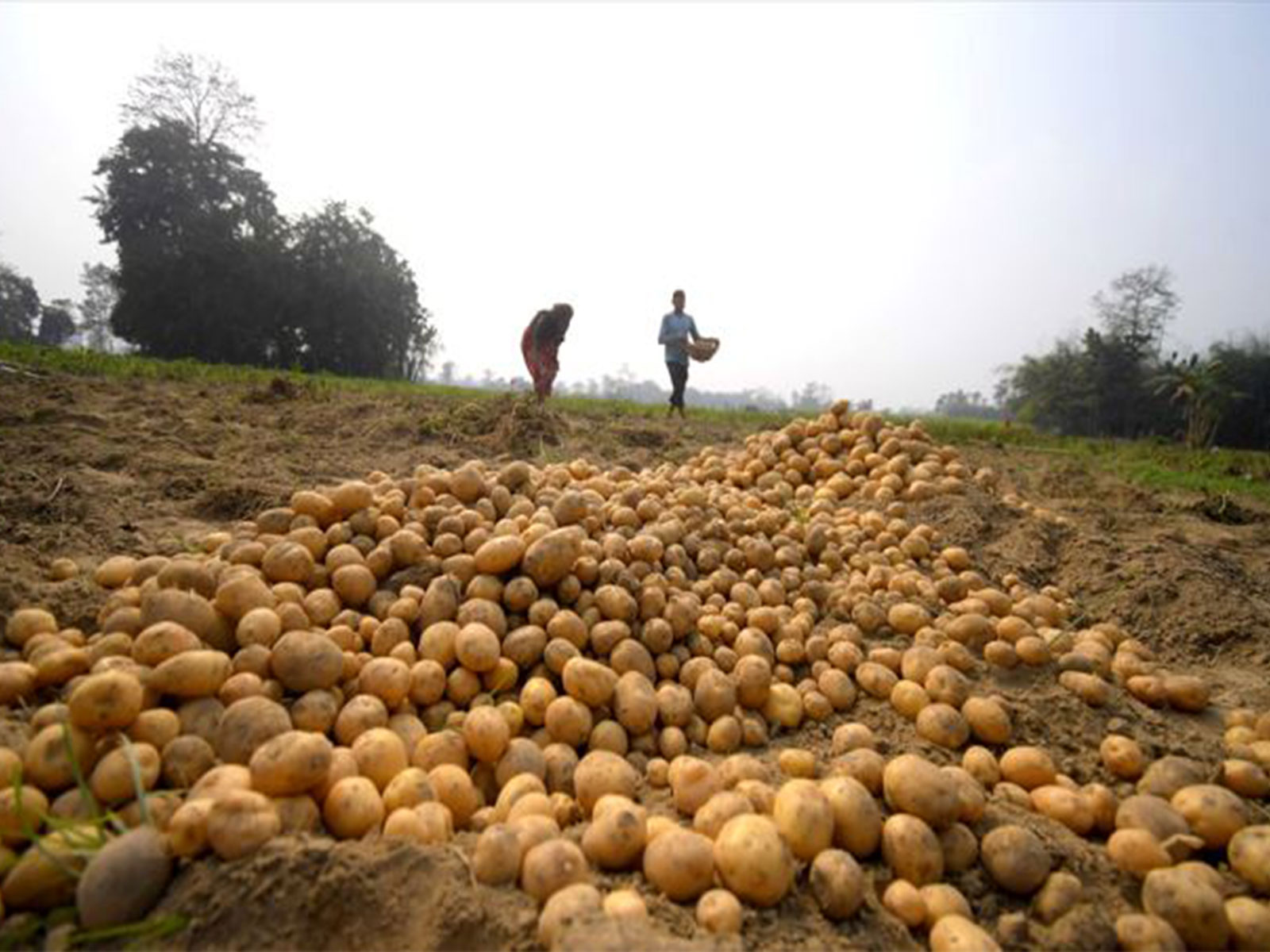 Farmers harvest potatoes in the field (File Photo/ ANI) Farmers harvest potatoes in the field (File Photo/ ANI)