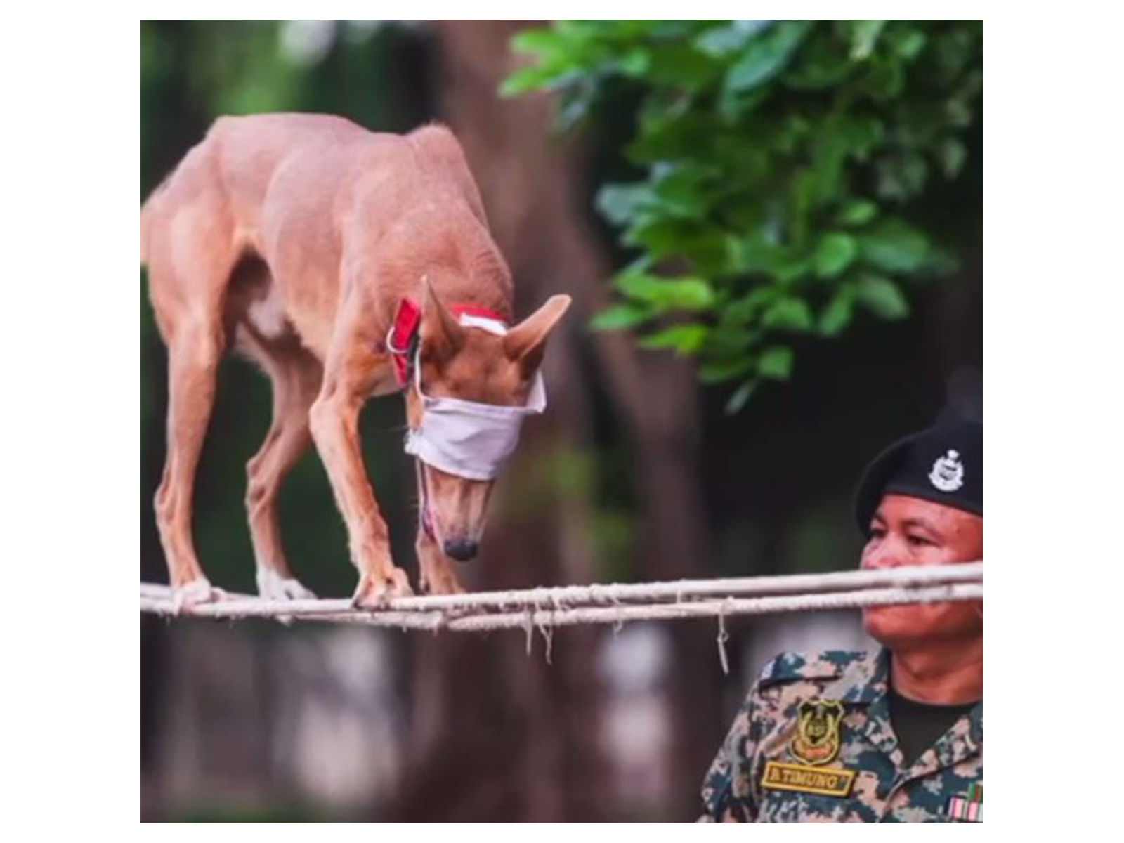 BSF's Indian breed dog (Photo/BSF) BSF's Indian breed dog (Photo/BSF)