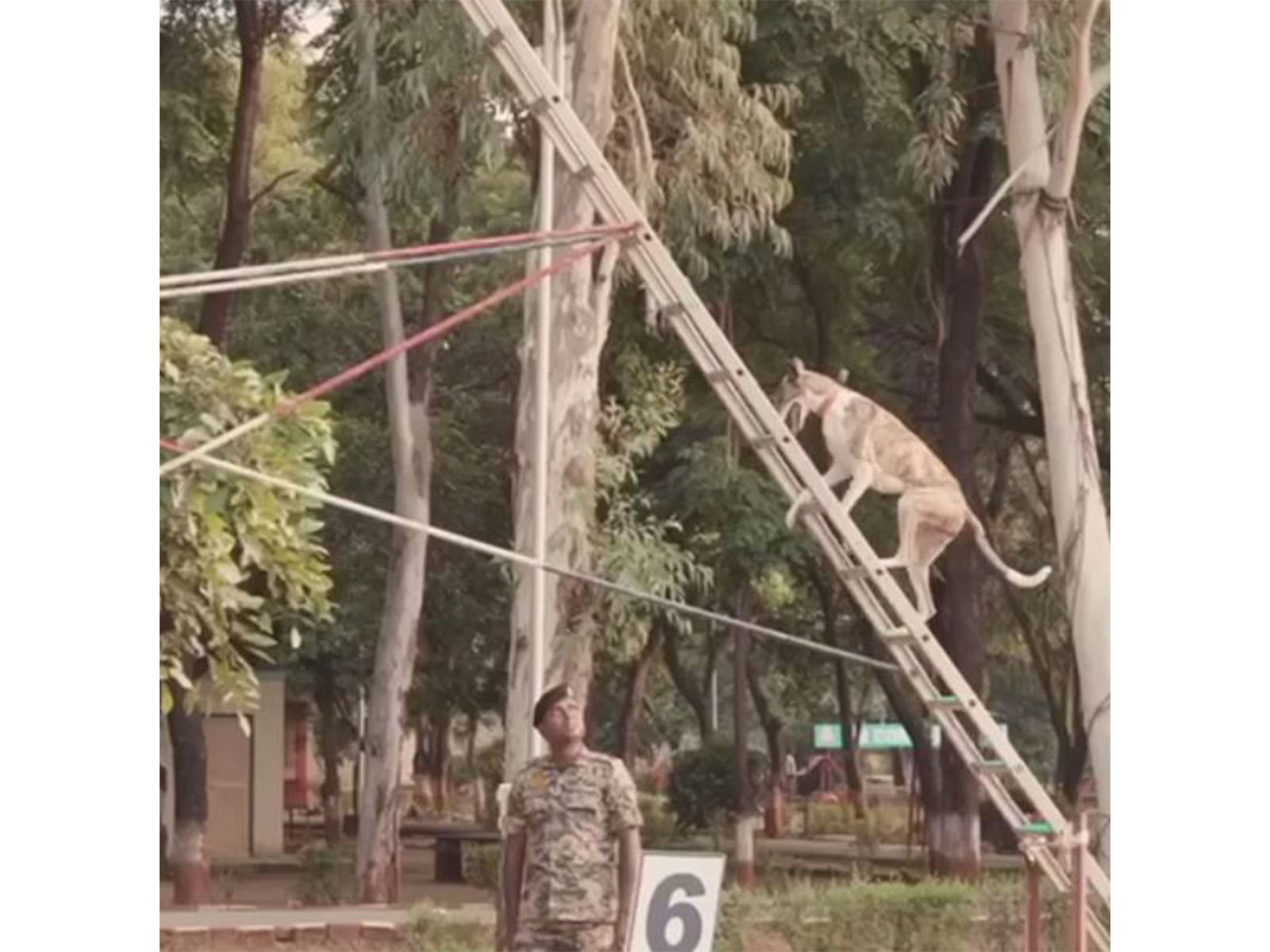 Visual from Indian breed dogs' training (Photo/BSF) Visual from Indian breed dogs' training (Photo/BSF)