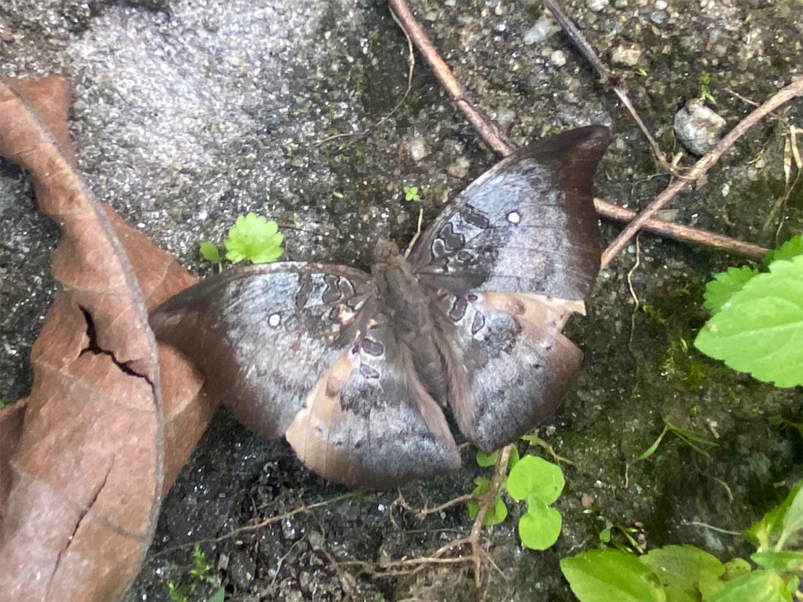 Rare butterfly ‘Spotless Baron’ (Photo: Courtesy-Sonam Wangchuk Lepcha) Rare butterfly ‘Spotless Baron’ (Photo: Courtesy-Sonam Wangchuk Lepcha)