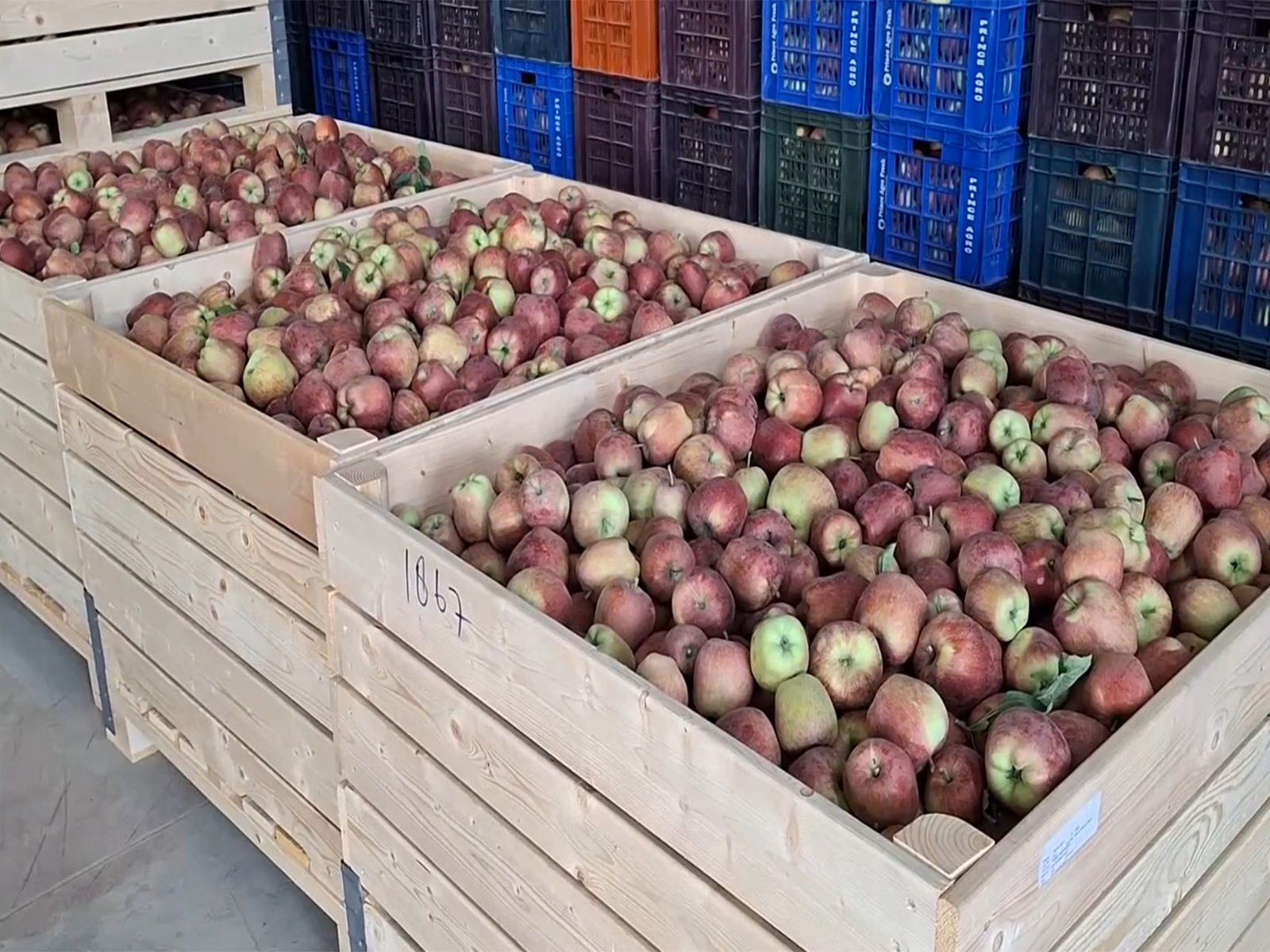 Cold storage facilities save South Kashmir apple growers from heavy losses after highway closure (Photo/ANI) Cold storage facilities save South Kashmir apple growers from heavy losses after highway closure (Photo/ANI)