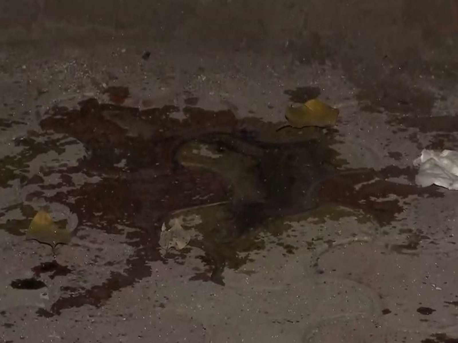 DU student attacked with acid (Photo/ANI) DU student attacked with acid (Photo/ANI)