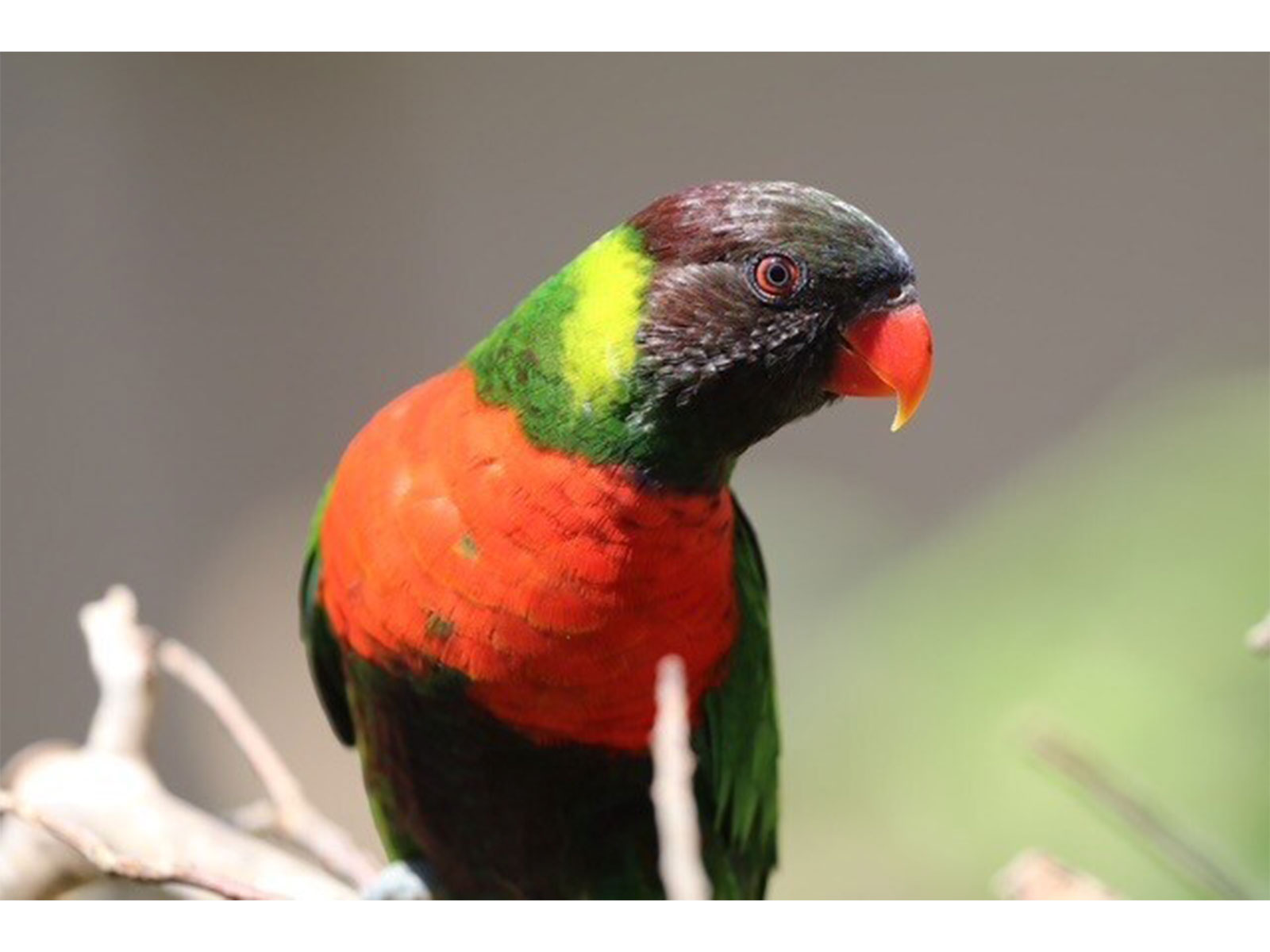 Kedis Mewali to Bali: The Homecoming of the Red-breasted Parakeet Revives Hope for Bali's Natural Restoration Kedis Mewali to Bali: The Homecoming of the Red-breasted Parakeet Revives Hope for Bali's Natural Restoration