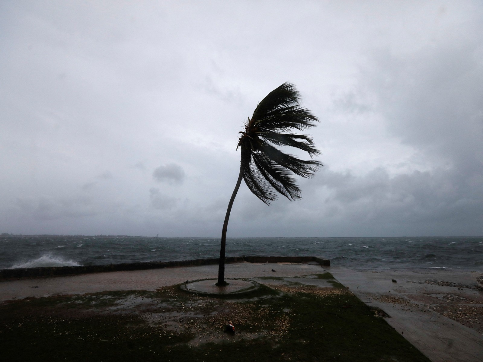 A palm tree sways on the Kingston waterfront as Hurricane Melissa approaches, in Kingston, Jamaica (Photo/Reuters) A palm tree sways on the Kingston waterfront as Hurricane Melissa approaches, in Kingston, Jamaica (Photo/Reuters)