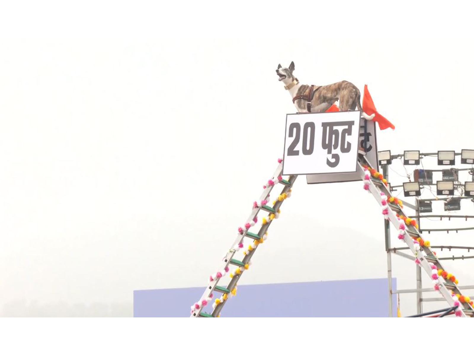 BSF dog squad rehearsing for Rashtriya Ekta Diwas (Photo/ANI) BSF dog squad rehearsing for Rashtriya Ekta Diwas (Photo/ANI)