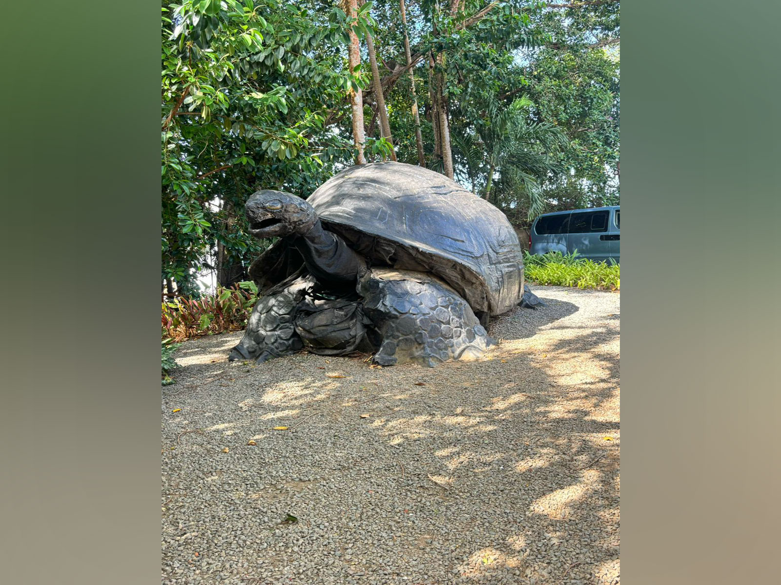 Aldabra giant tortoise (Photo/ANI) Aldabra giant tortoise (Photo/ANI)