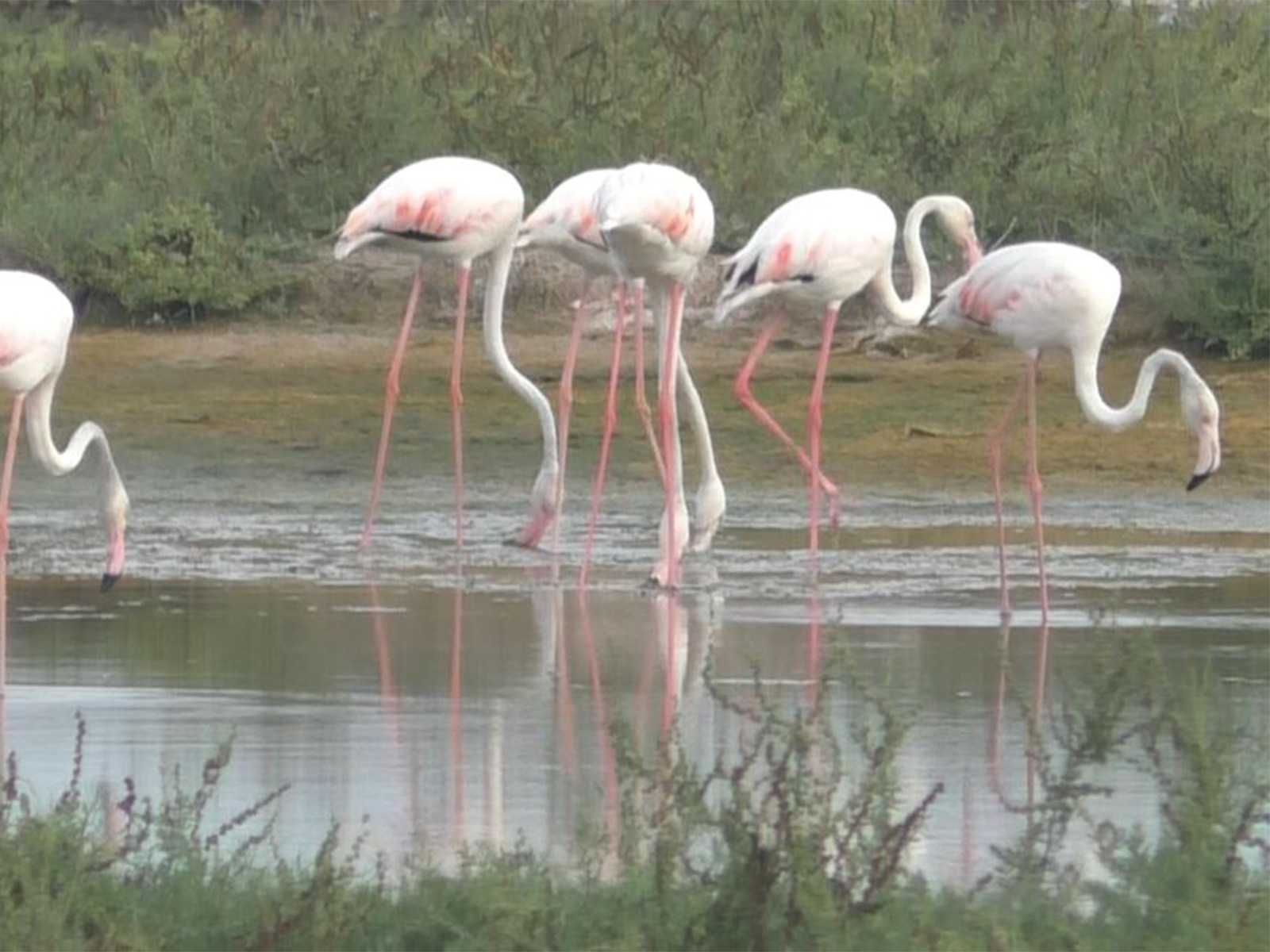 Flamingos spotted in Tamil Nadu's Thoothukodi (Photo/ANI) Flamingos spotted in Tamil Nadu's Thoothukodi (Photo/ANI)