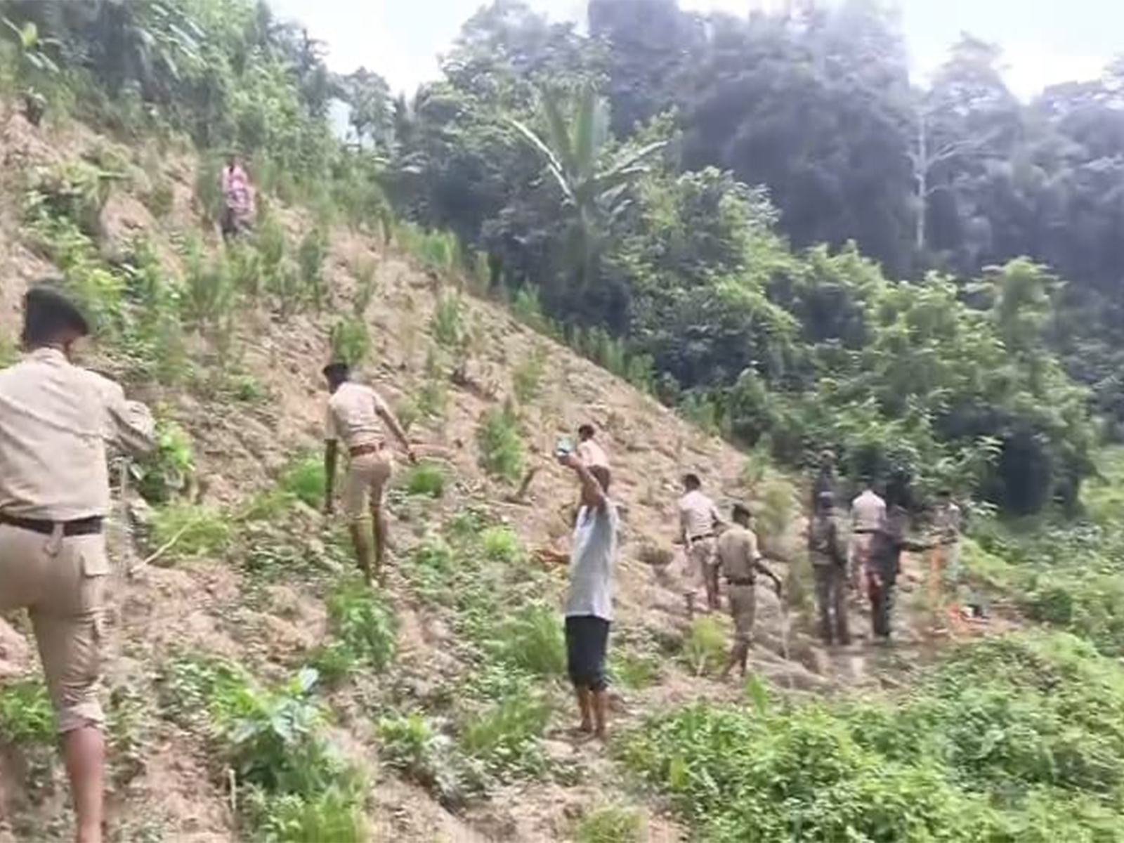 Police teams destroying cannabis plants in North Tripura. (Photo/ANI) Police teams destroying cannabis plants in North Tripura. (Photo/ANI)