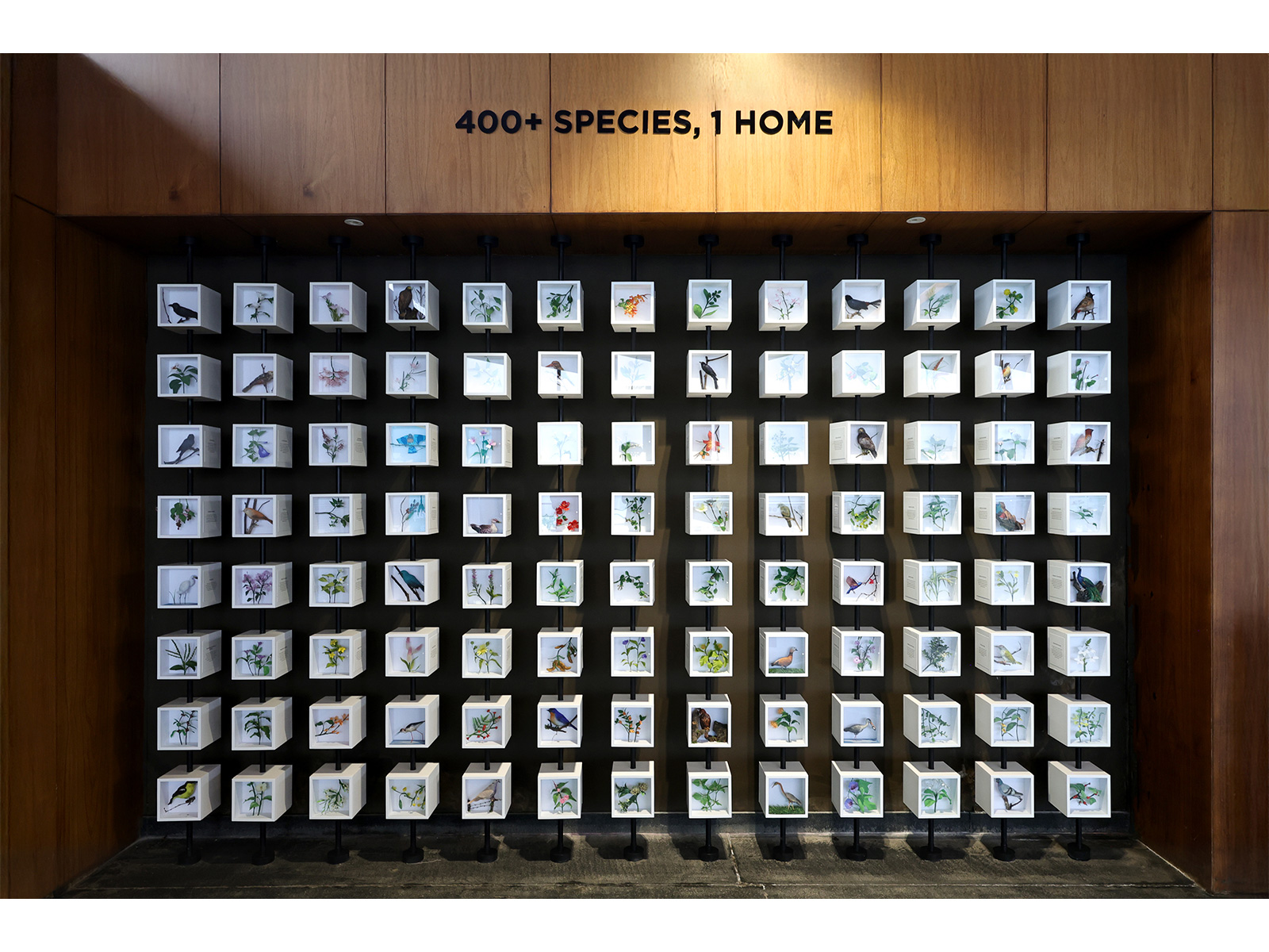 Installation at VANAHA