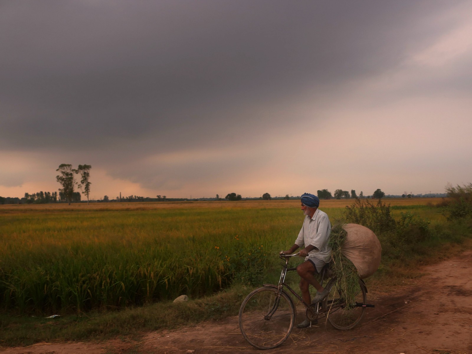 Representative Image (Photo/ANI)