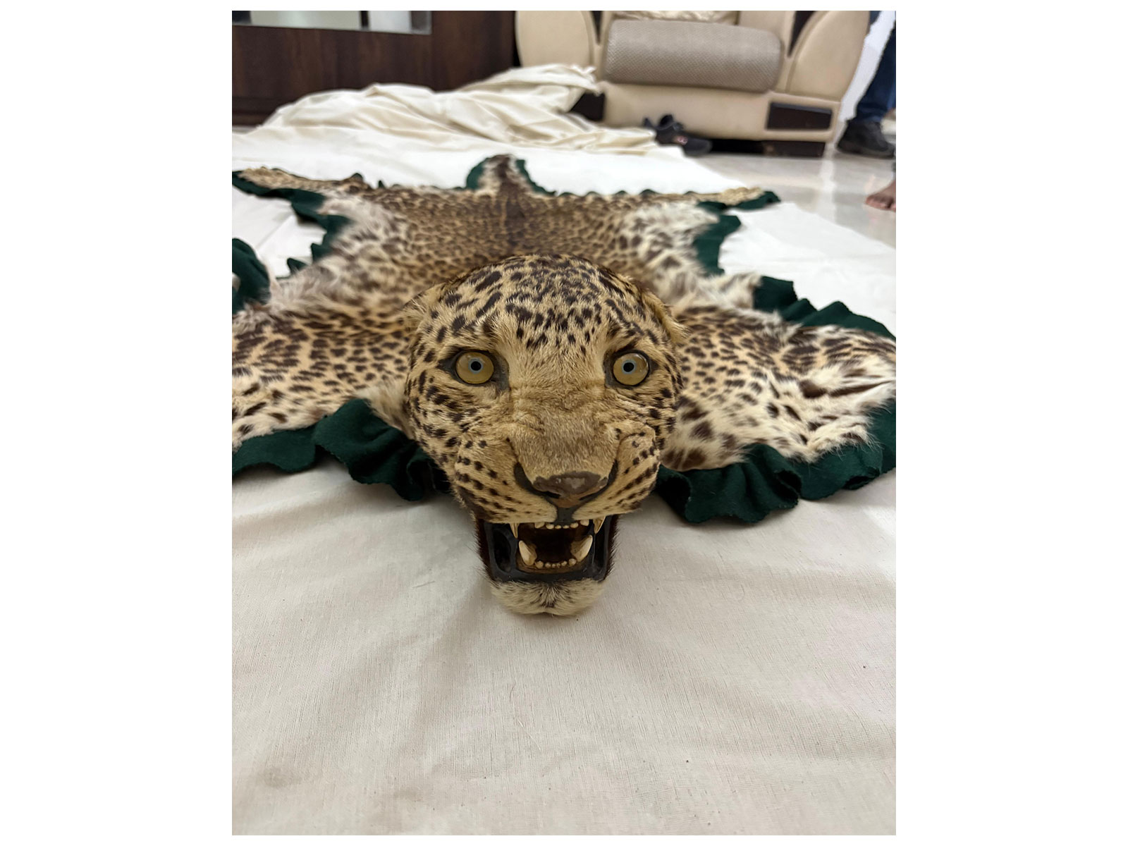 DRI Nagpur seized one leopard skin with head (Photo/DRI Nagpur) DRI Nagpur seized one leopard skin with head (Photo/DRI Nagpur)