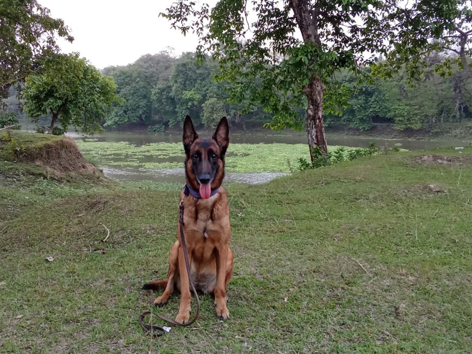 K9 Sniffer Dog Jubi (Photo/ANI) K9 Sniffer Dog Jubi (Photo/ANI)