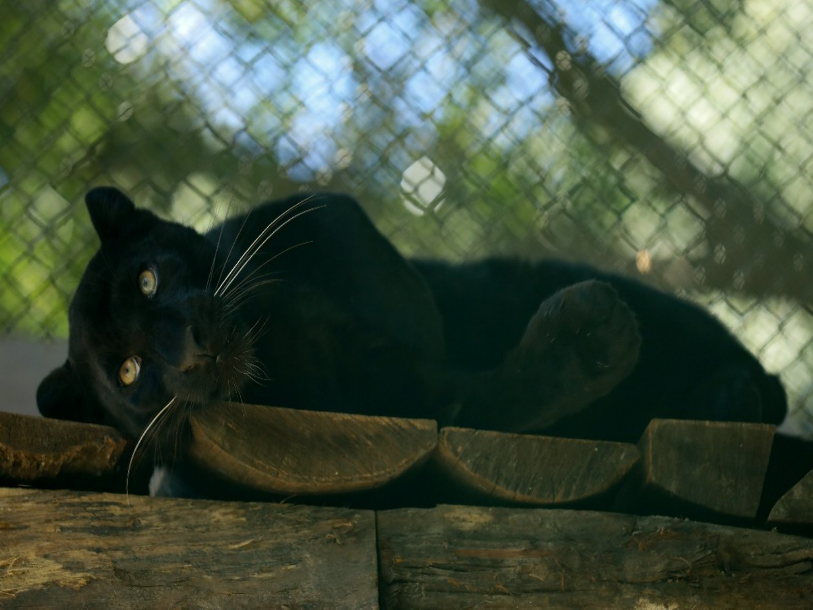 Black Panther makes public appearance at the Central Zoo in Nepal. (Photo/ANI) Black Panther makes public appearance at the Central Zoo in Nepal. (Photo/ANI)