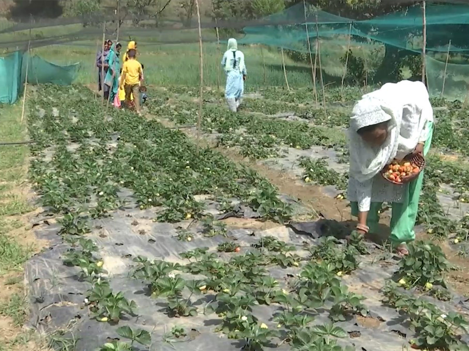 Agriculture Department pushes for 100% organic vegetable farming (Photo/ANI) Agriculture Department pushes for 100% organic vegetable farming (Photo/ANI)