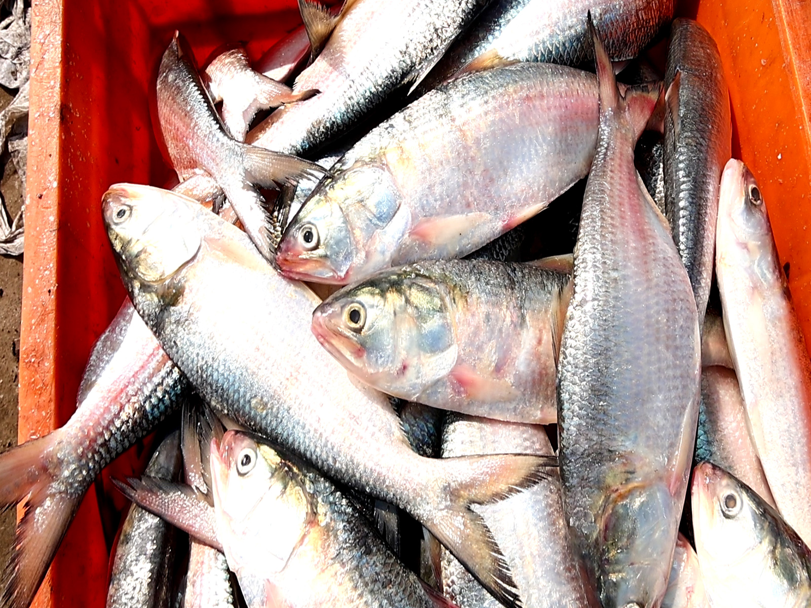 Representative Image (Photo/ANI) Representative Image (Photo/ANI)