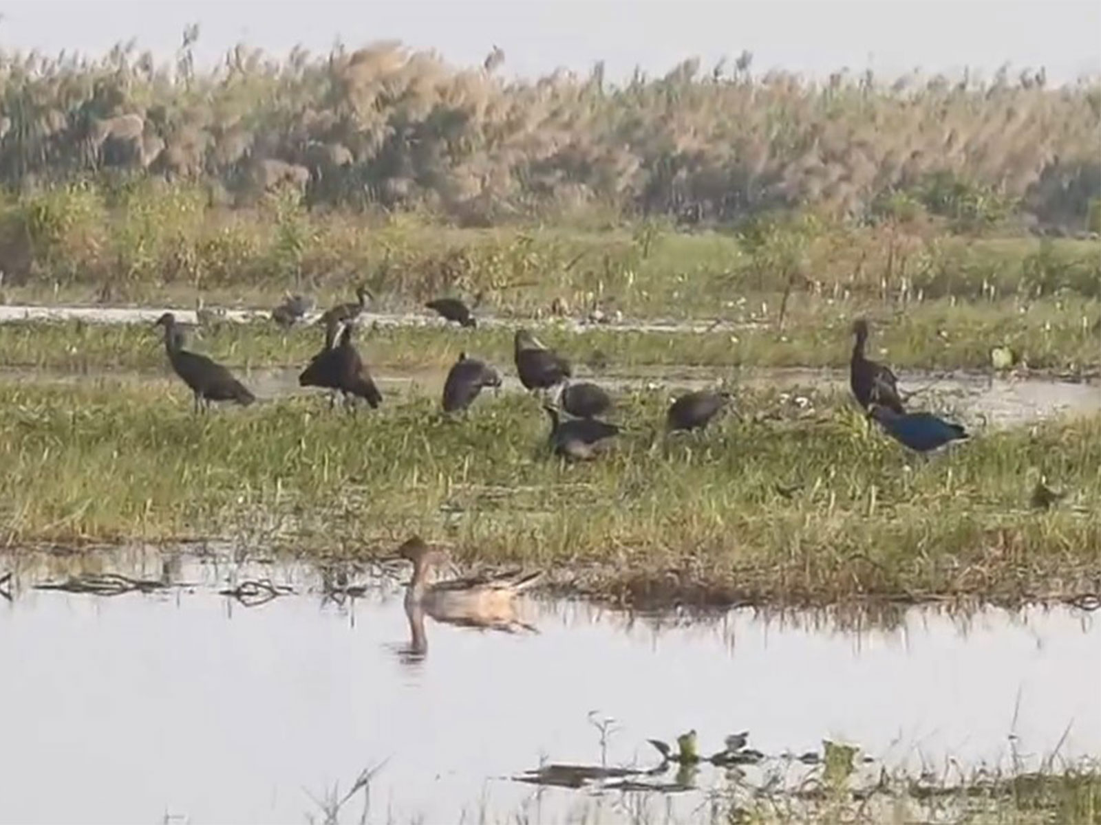 Migratory birds in Odisha's Chilika Lake on Wednesday. (Photo/ANI)