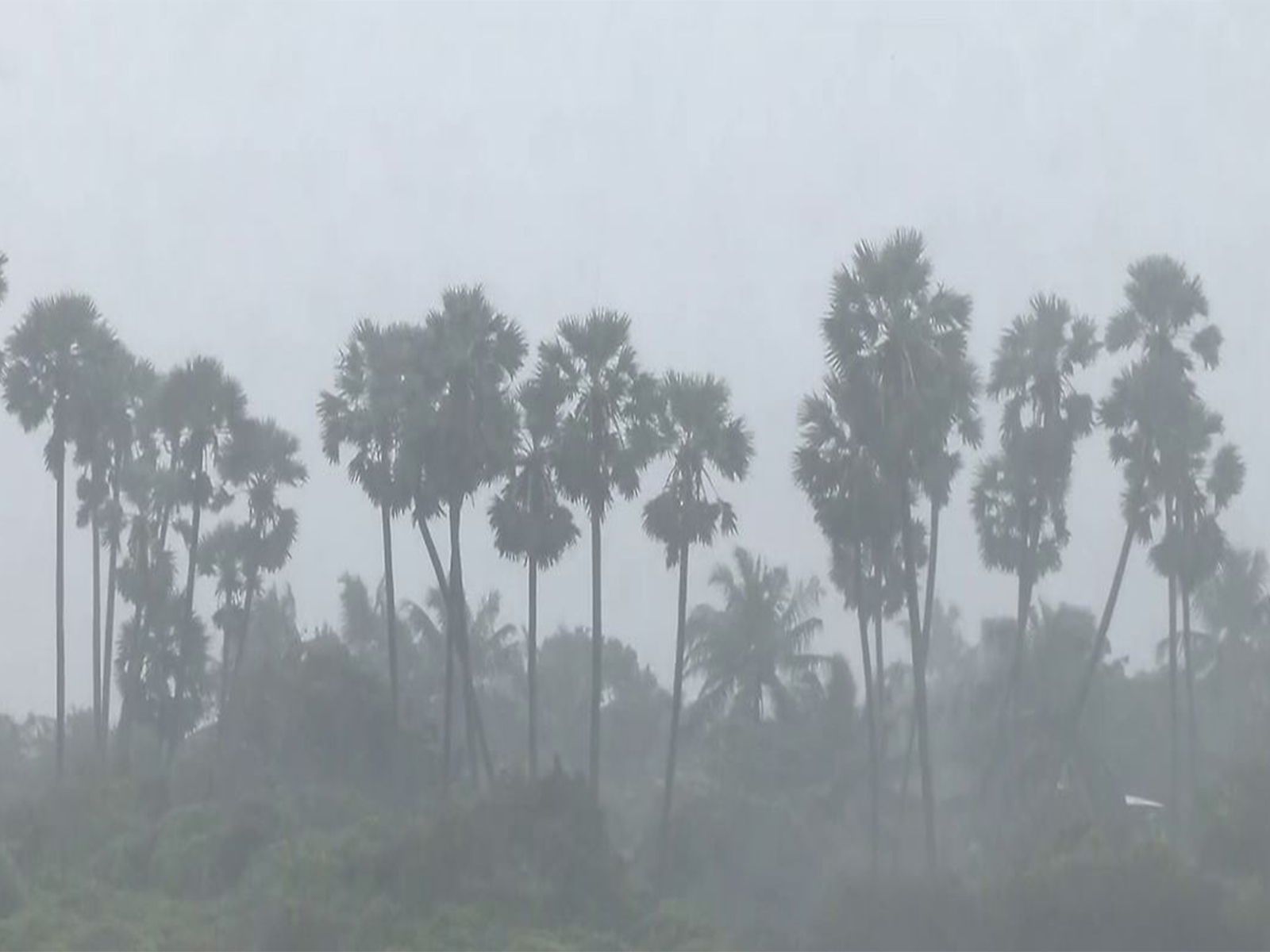 Cyclone Ditwah triggers rainfall, strong winds and high tides (Photo/ANI) Cyclone Ditwah triggers rainfall, strong winds and high tides (Photo/ANI)