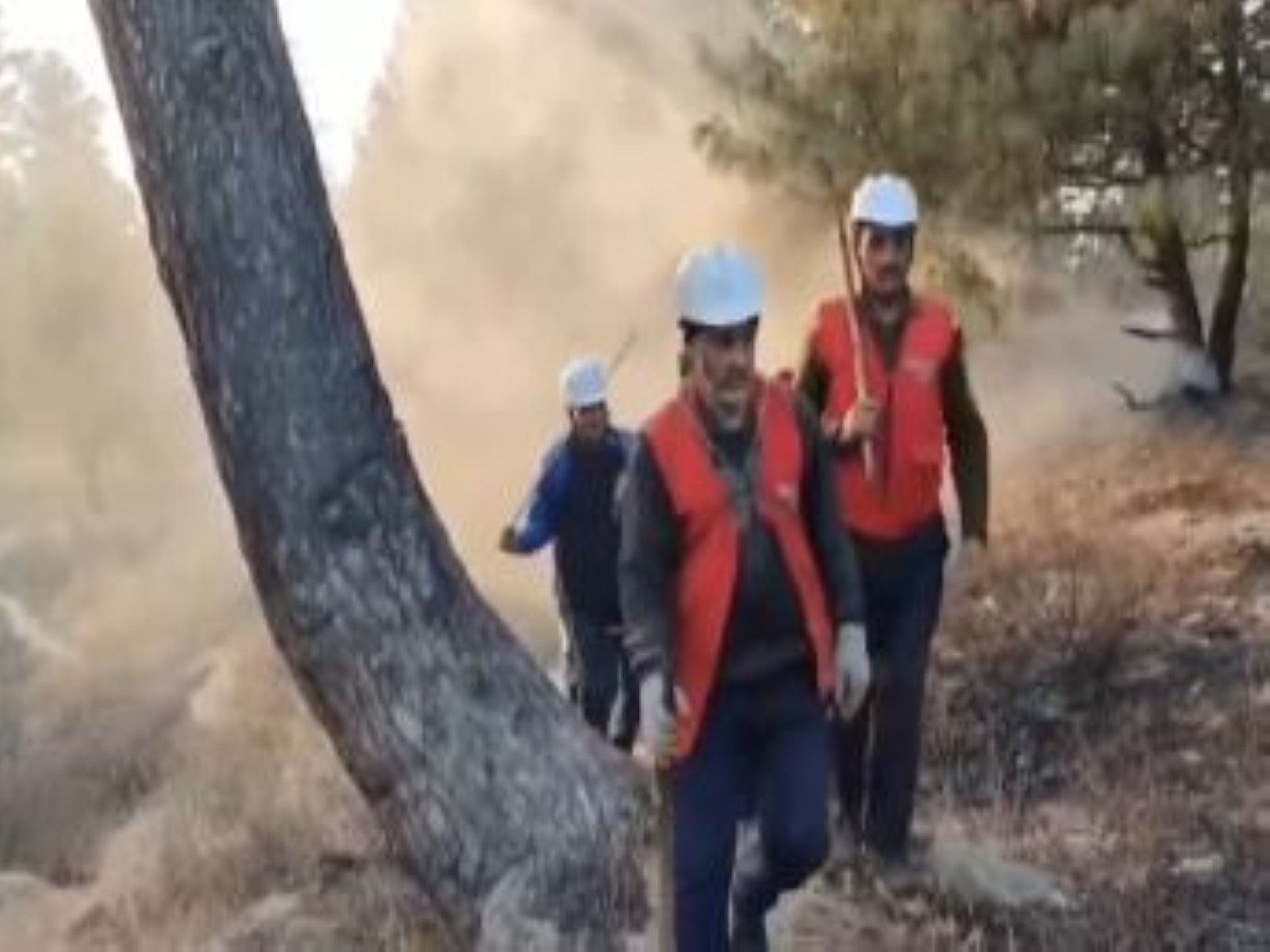 Visuals from Bandipore forest fire site (Photo/ANI) Visuals from Bandipore forest fire site (Photo/ANI)