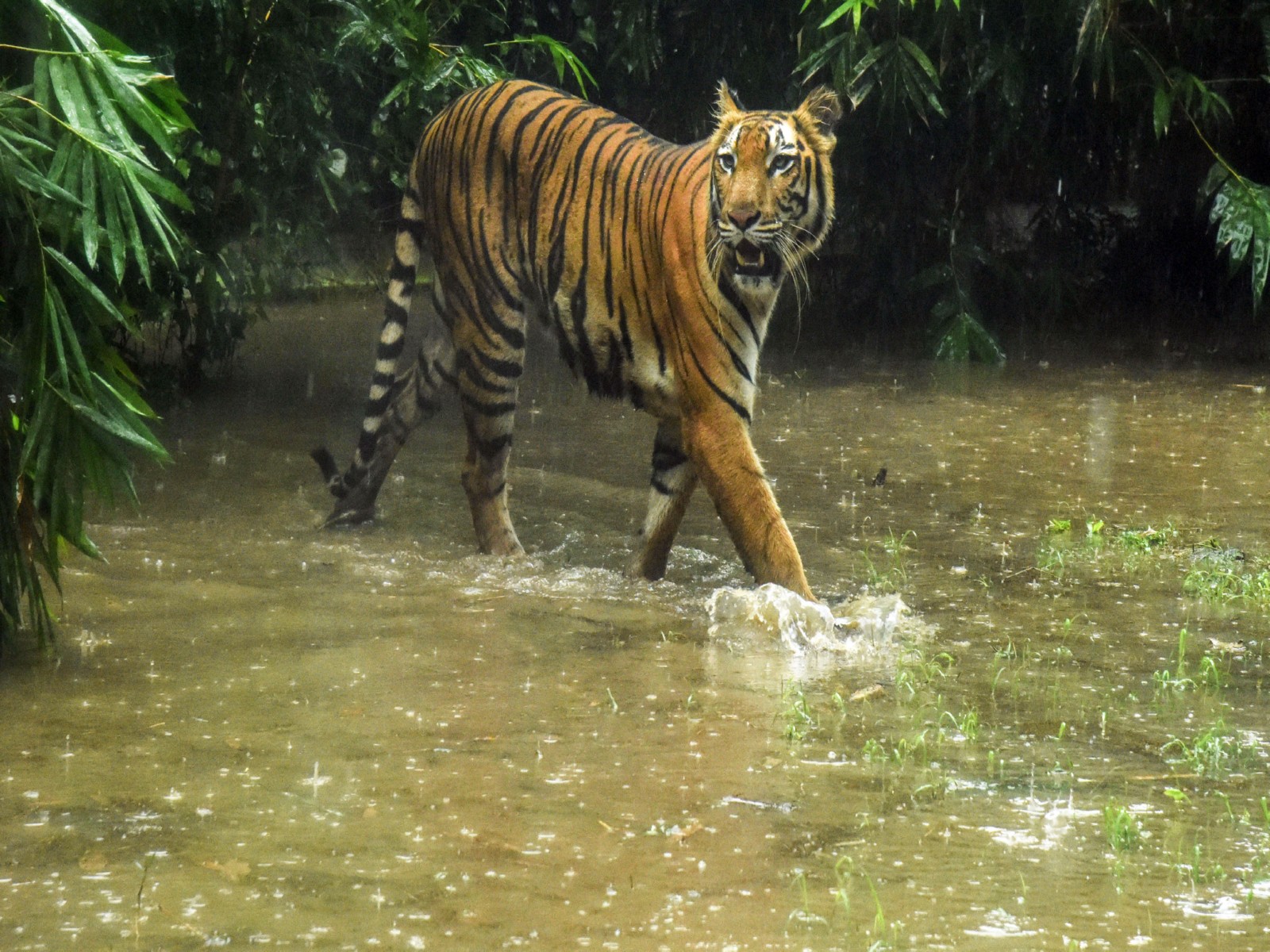 Royal Bengal Tiger (FilePhoto/ANI)