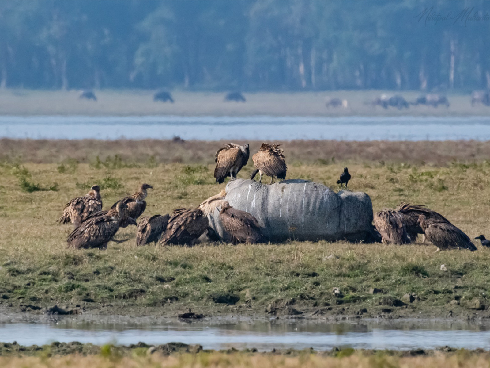 35 critically endangered Vultures at Kaziranga National Park (Photo/ANI)