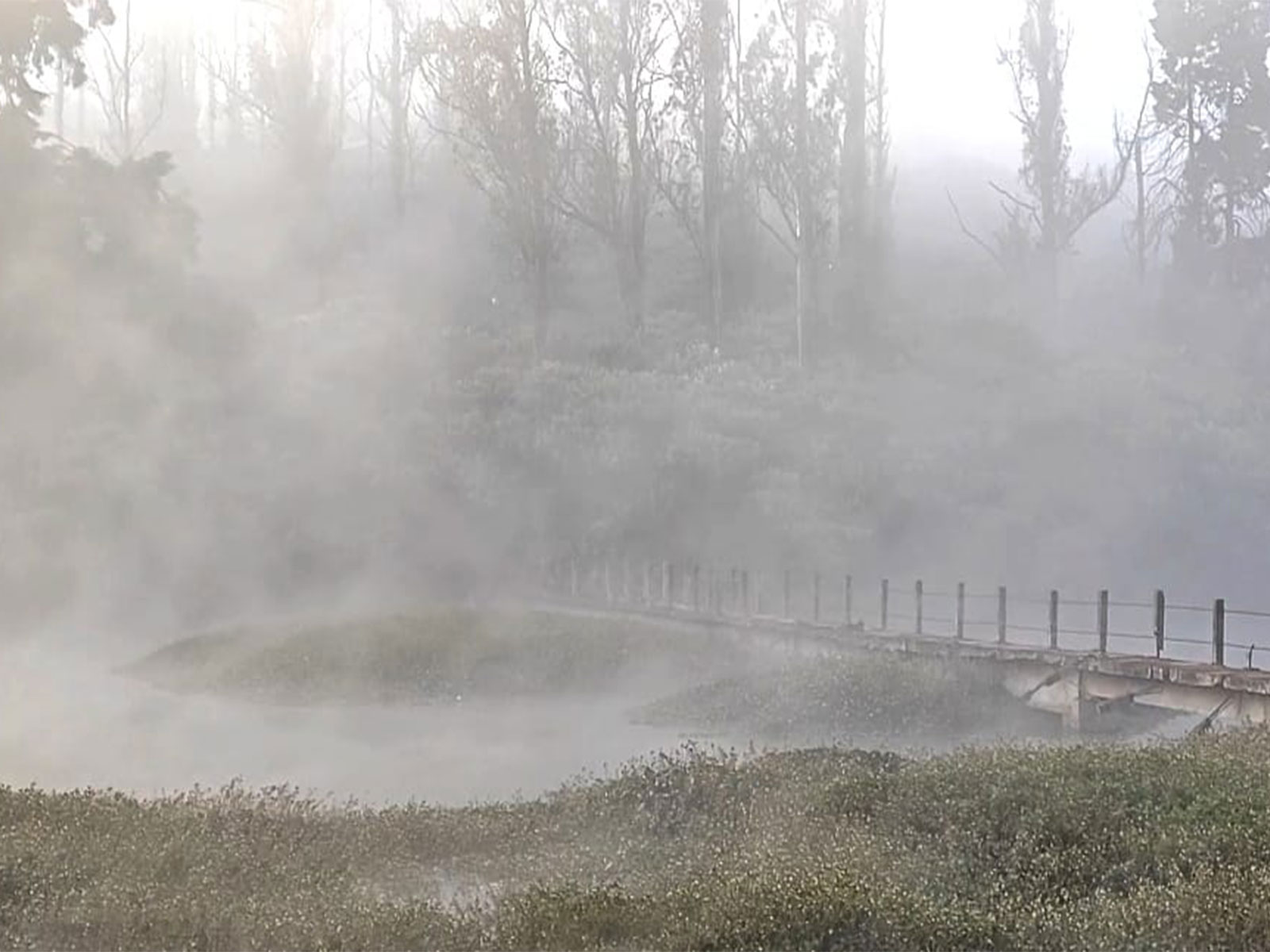 Tamil Nadu's Nilgiris, Ooty shivers (Photo/ANI) Tamil Nadu's Nilgiris, Ooty shivers (Photo/ANI)