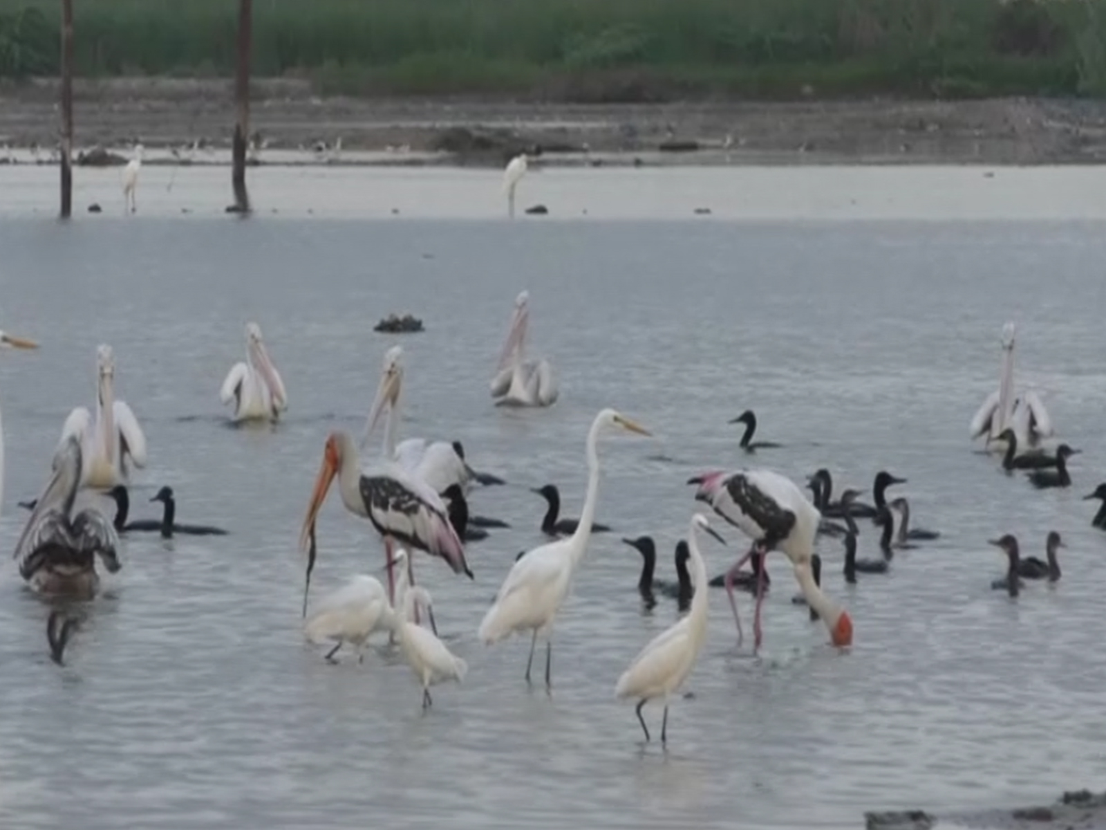 Waterbirds in Thoothukudi, Tamil Nadu (Photo/ANI)