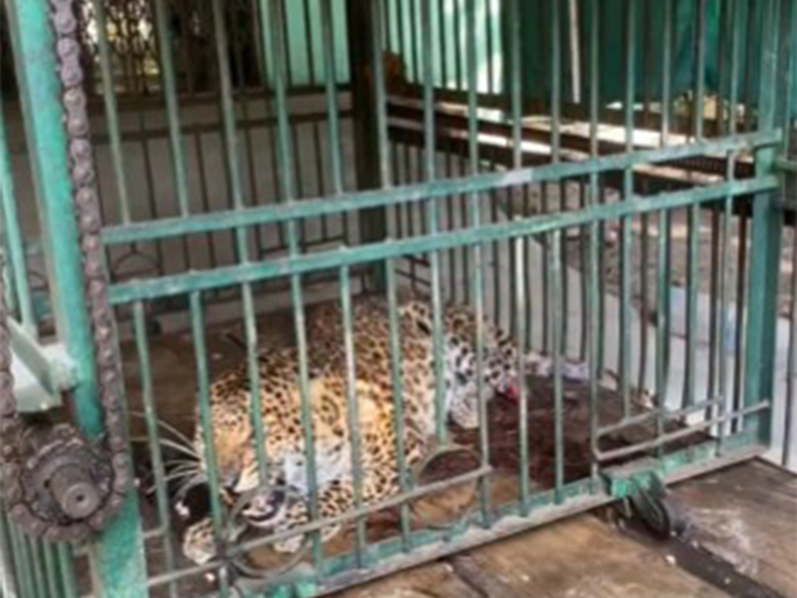 A leopard rescued by the forest department (Photo/ANI)