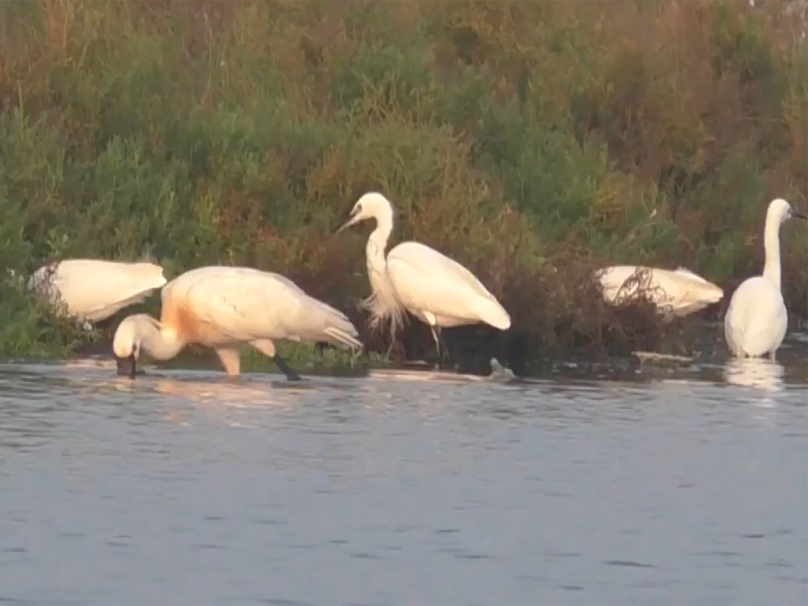Rare migratory birds in Thoothukudi (Photo/ANI)