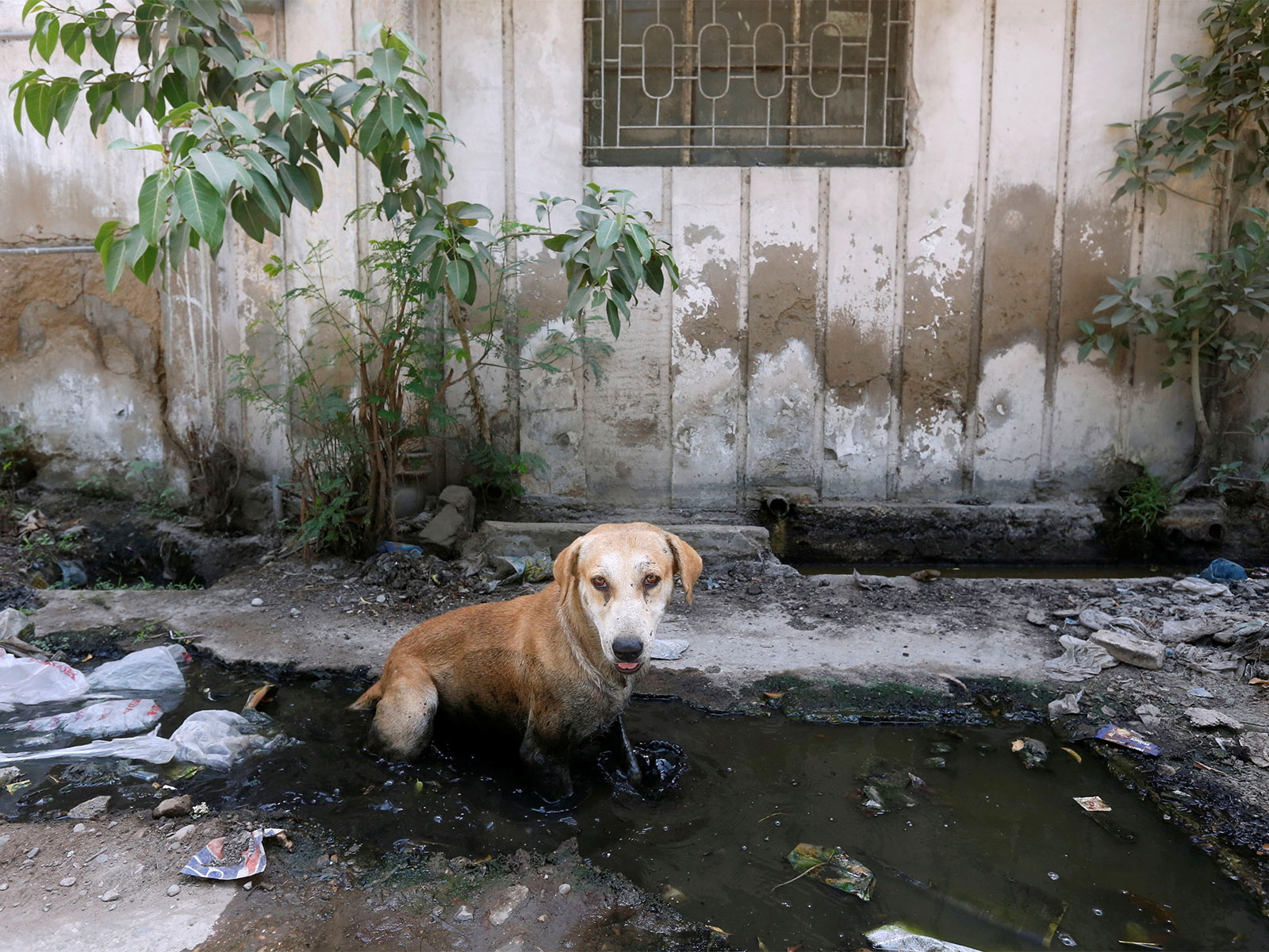 Stray dog in Pakistan (Photo/ Reuters)